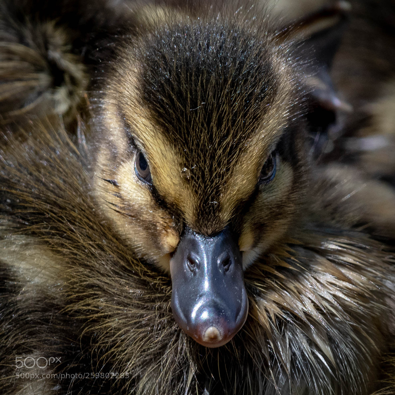 Nikon D500 sample photo. Angry duckling photography