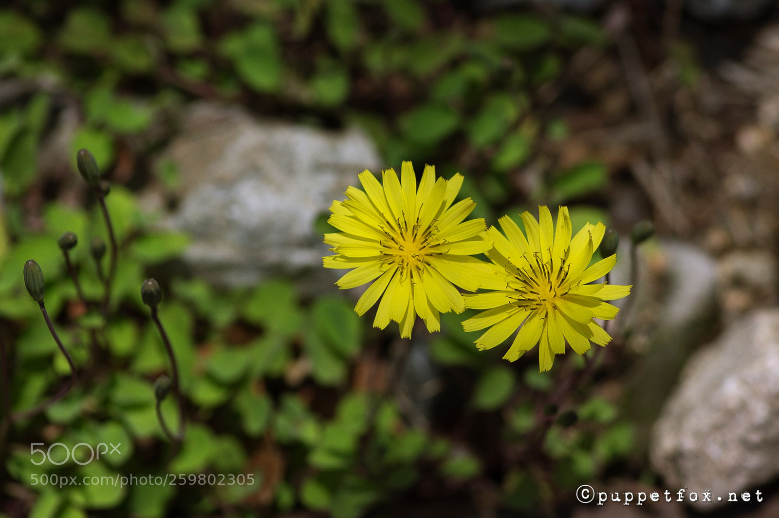 Pentax K-r sample photo. Toothed ixeris flowers photography