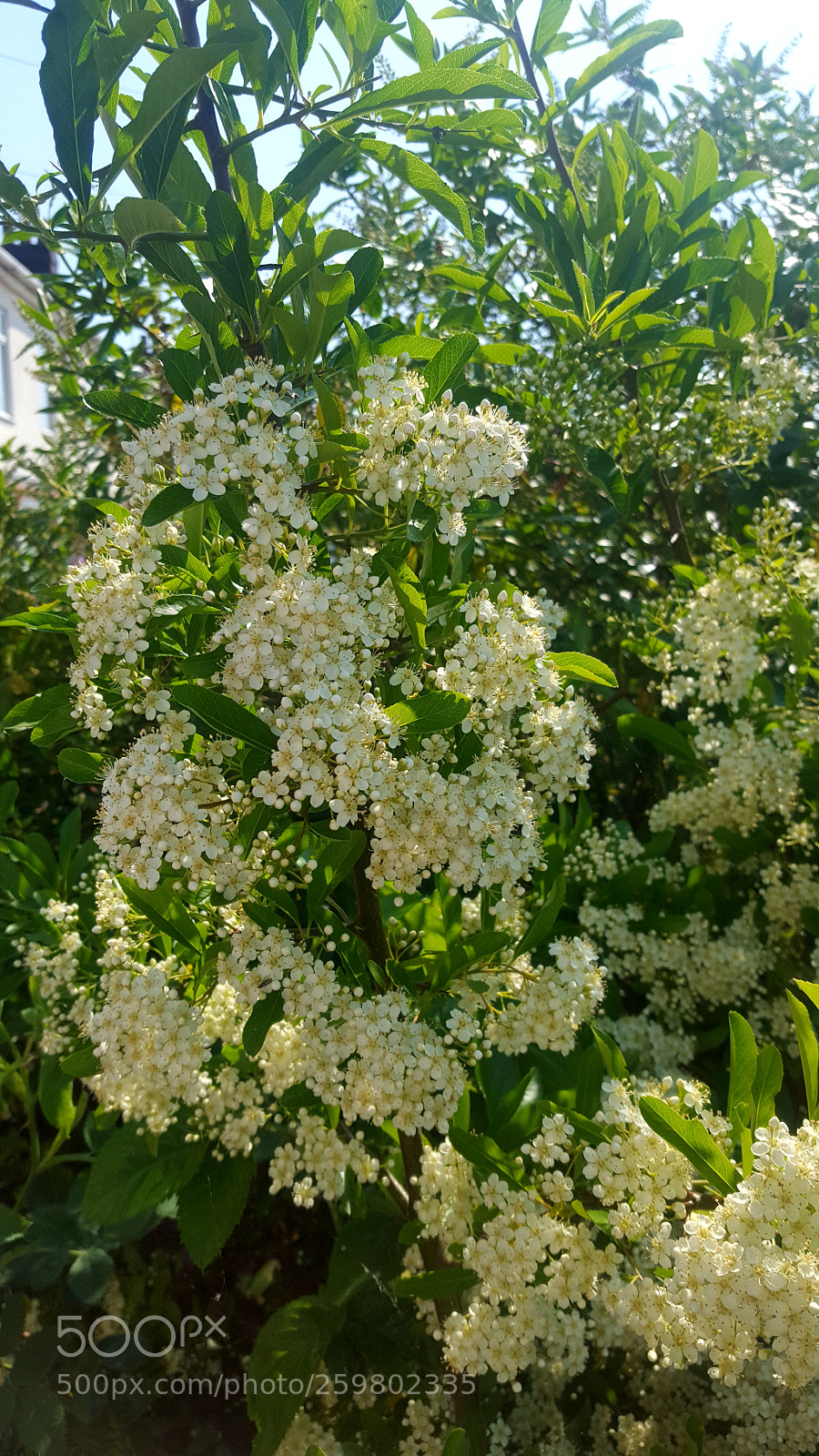 Samsung GALAXY S6 edge sample photo. Summertime bloom flowers. photography