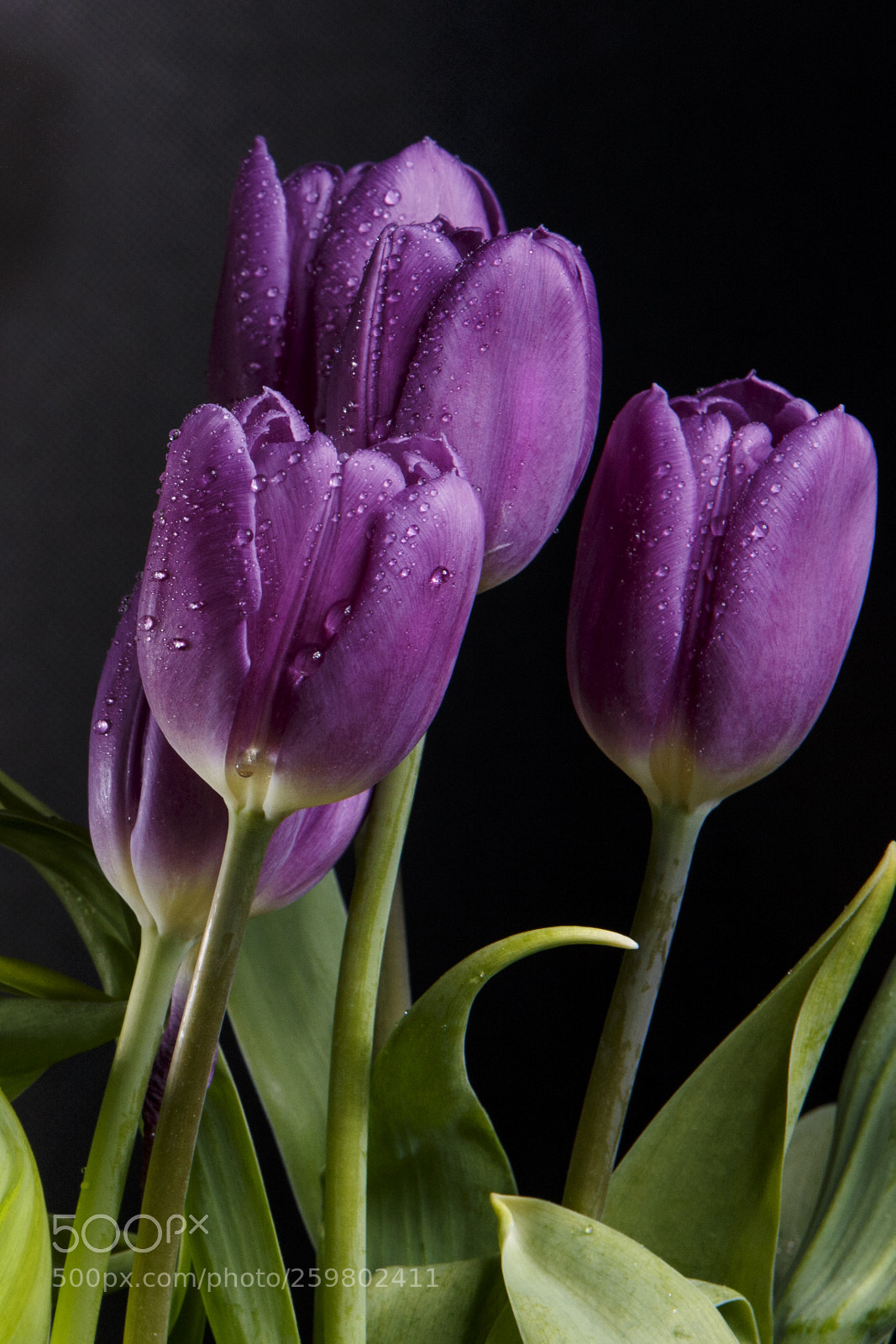 Canon EOS 6D sample photo. Tulip photography