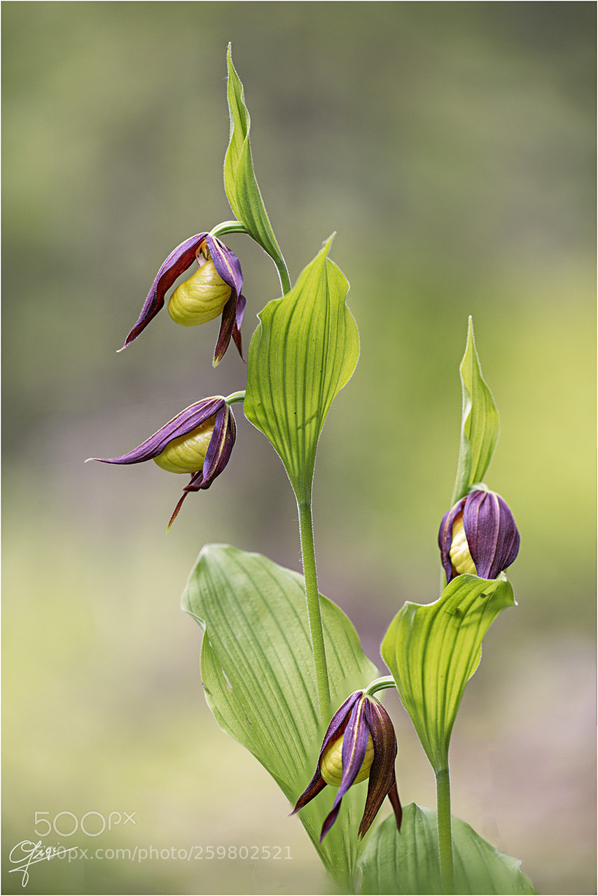 Nikon D610 sample photo. Cypripedium calceolus photography