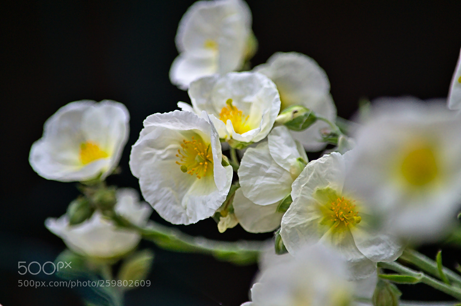 Nikon D3100 sample photo. Flowers 5 photography