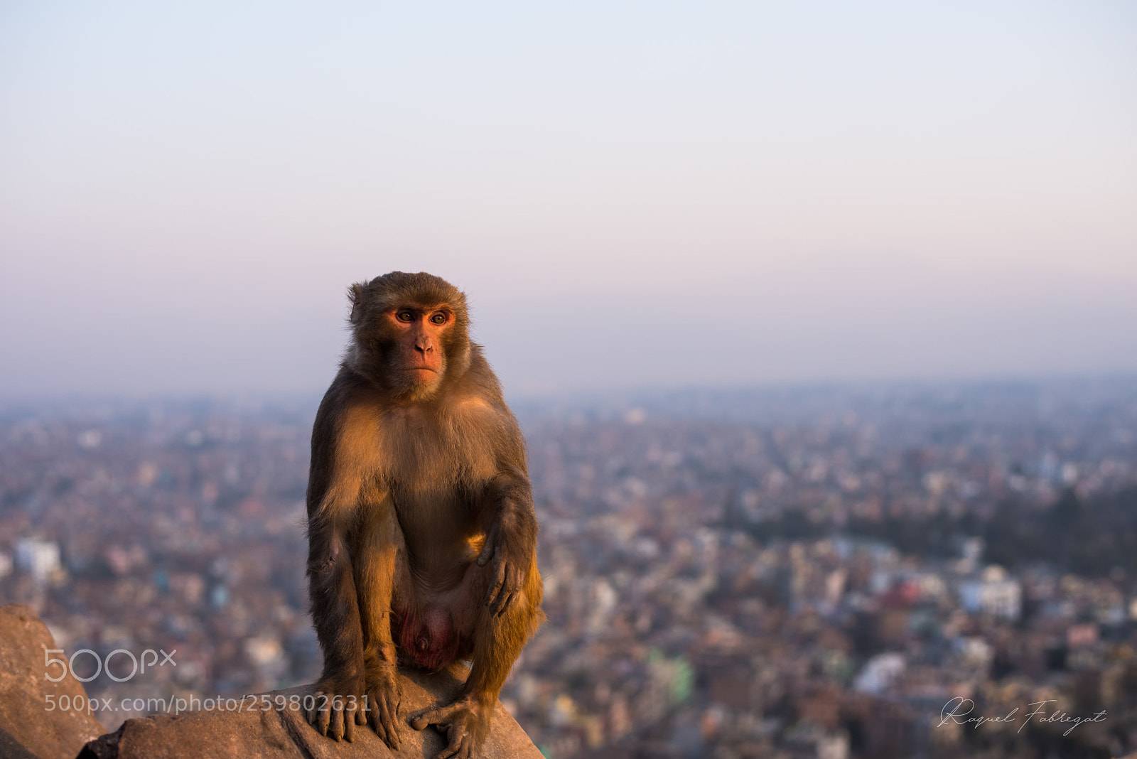 Nikon D750 sample photo. The monkey and kathmandu photography