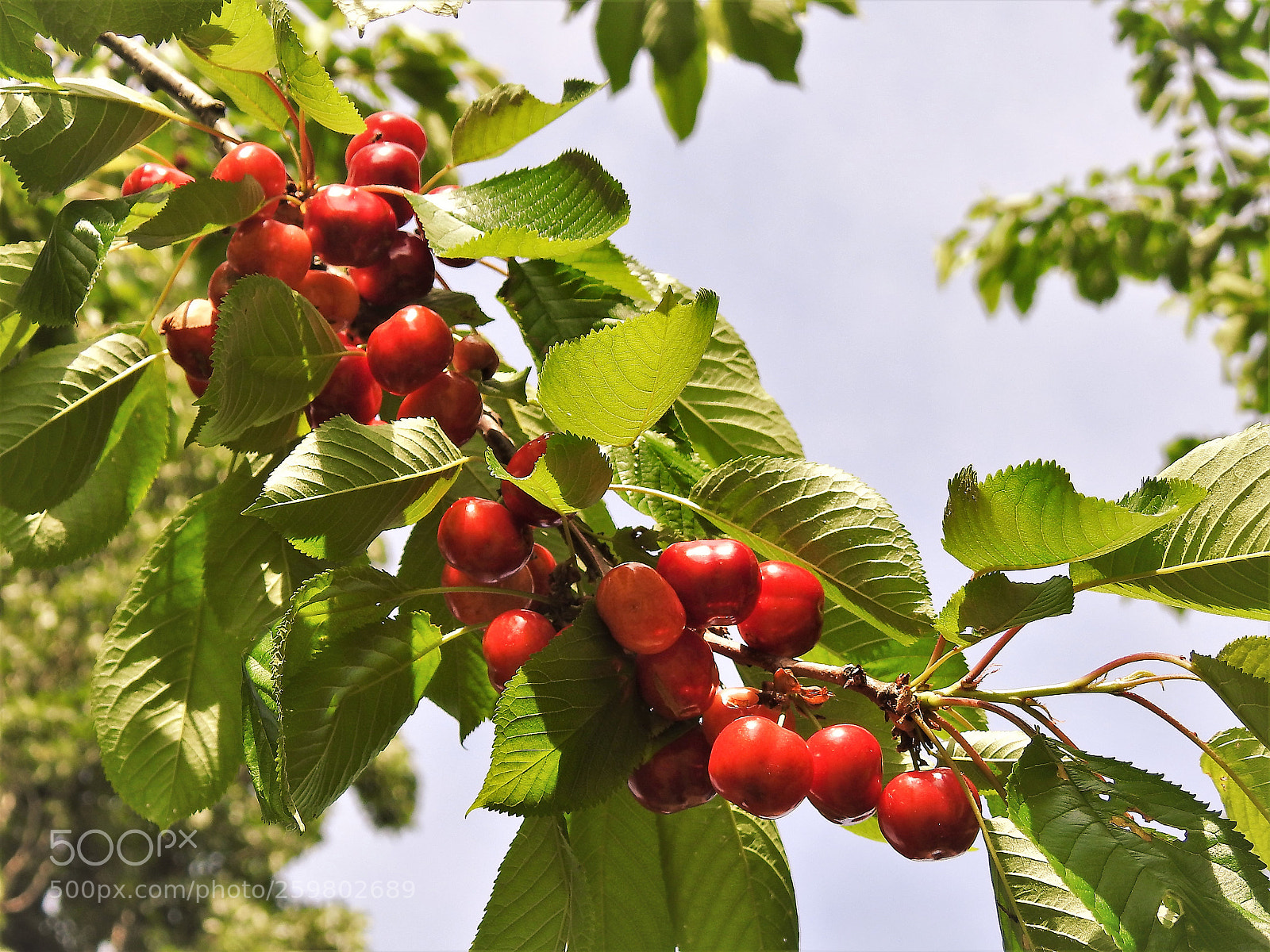 Nikon Coolpix P900 sample photo. Cherry time photography