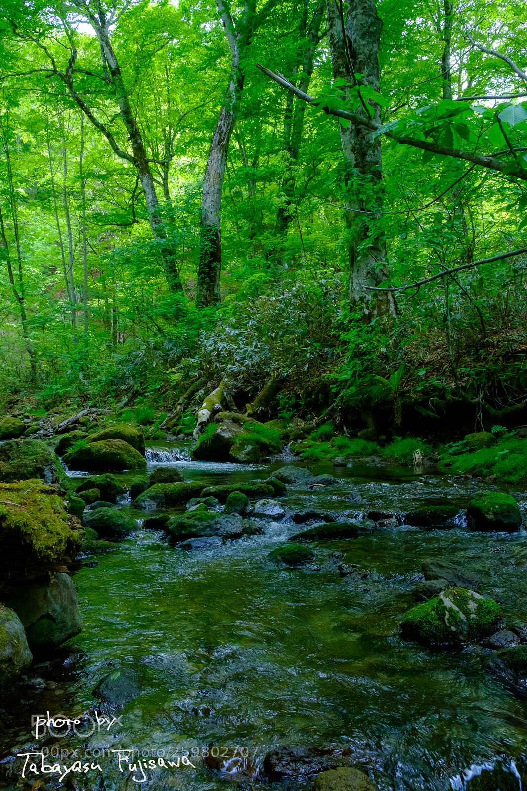 Fujifilm X-T20 sample photo. Green season photography