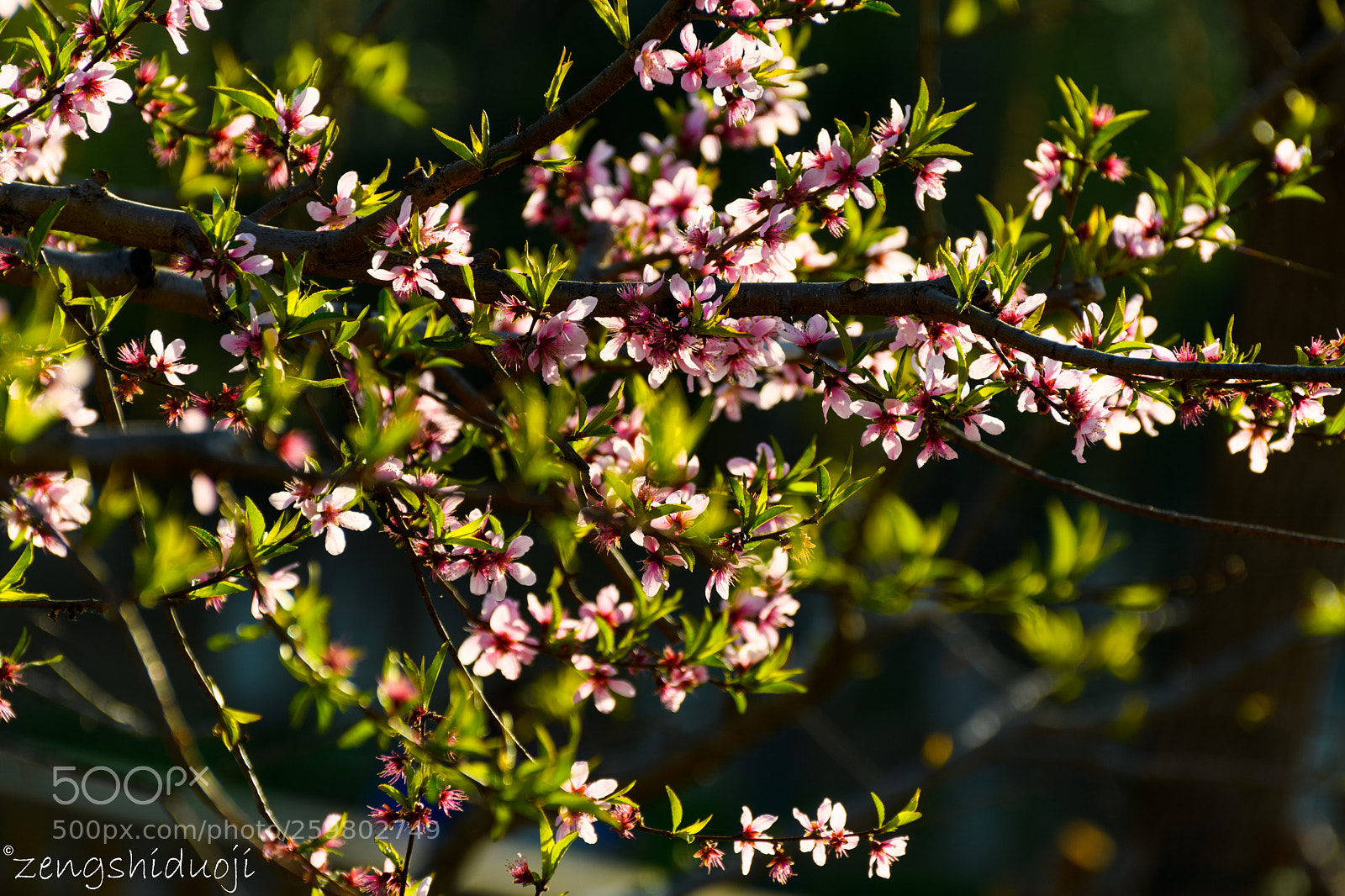Nikon D500 sample photo. 太陽.花 photography