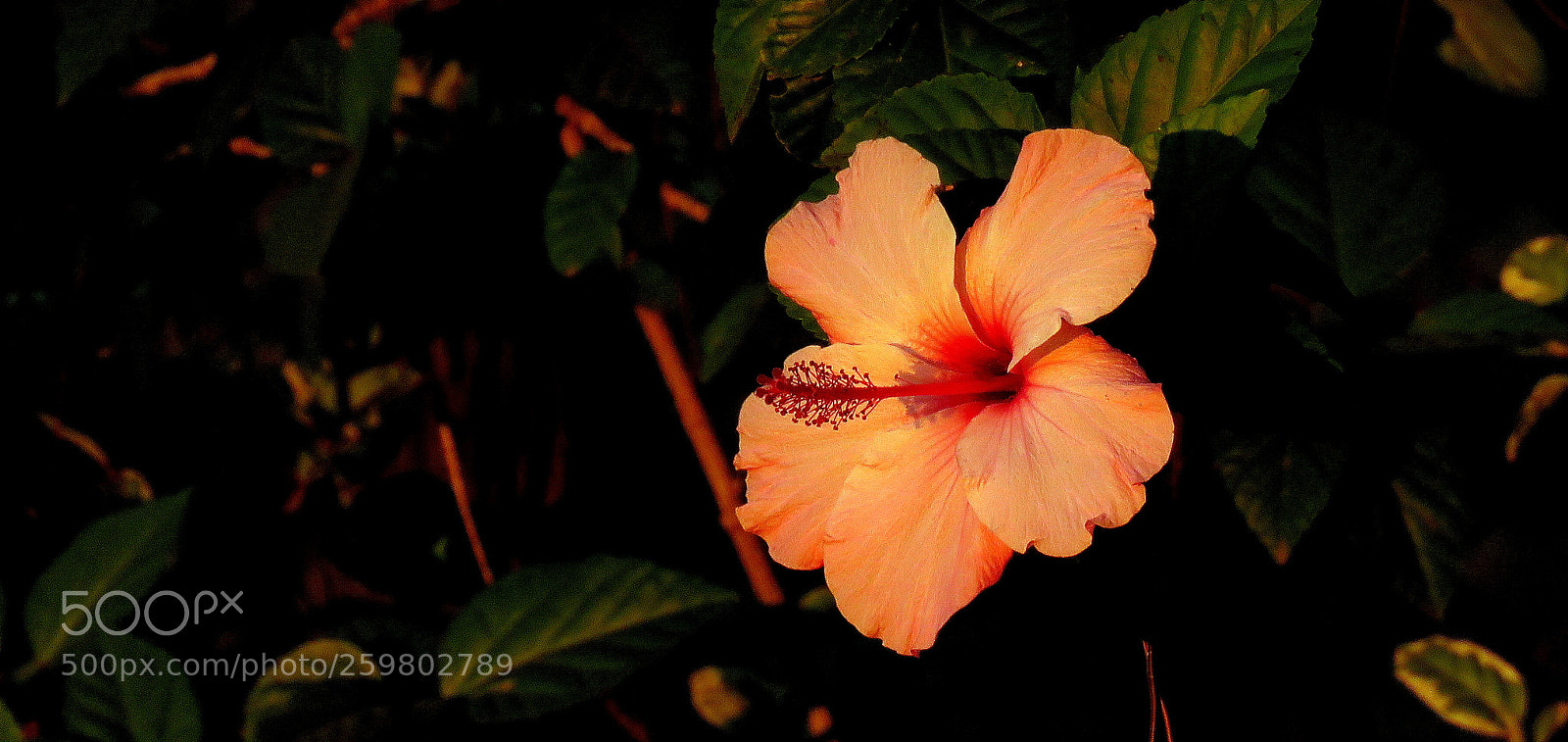 Canon PowerShot SX60 HS sample photo. Flower in the garden photography