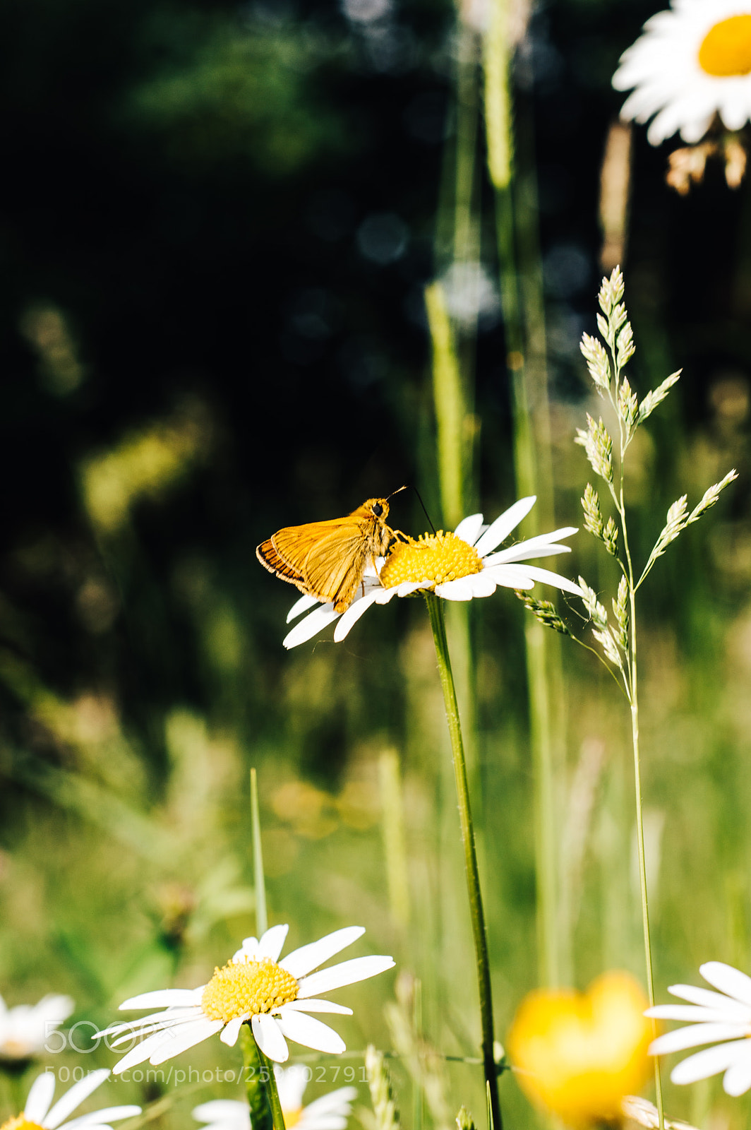 Nikon D3200 sample photo. Louka photography