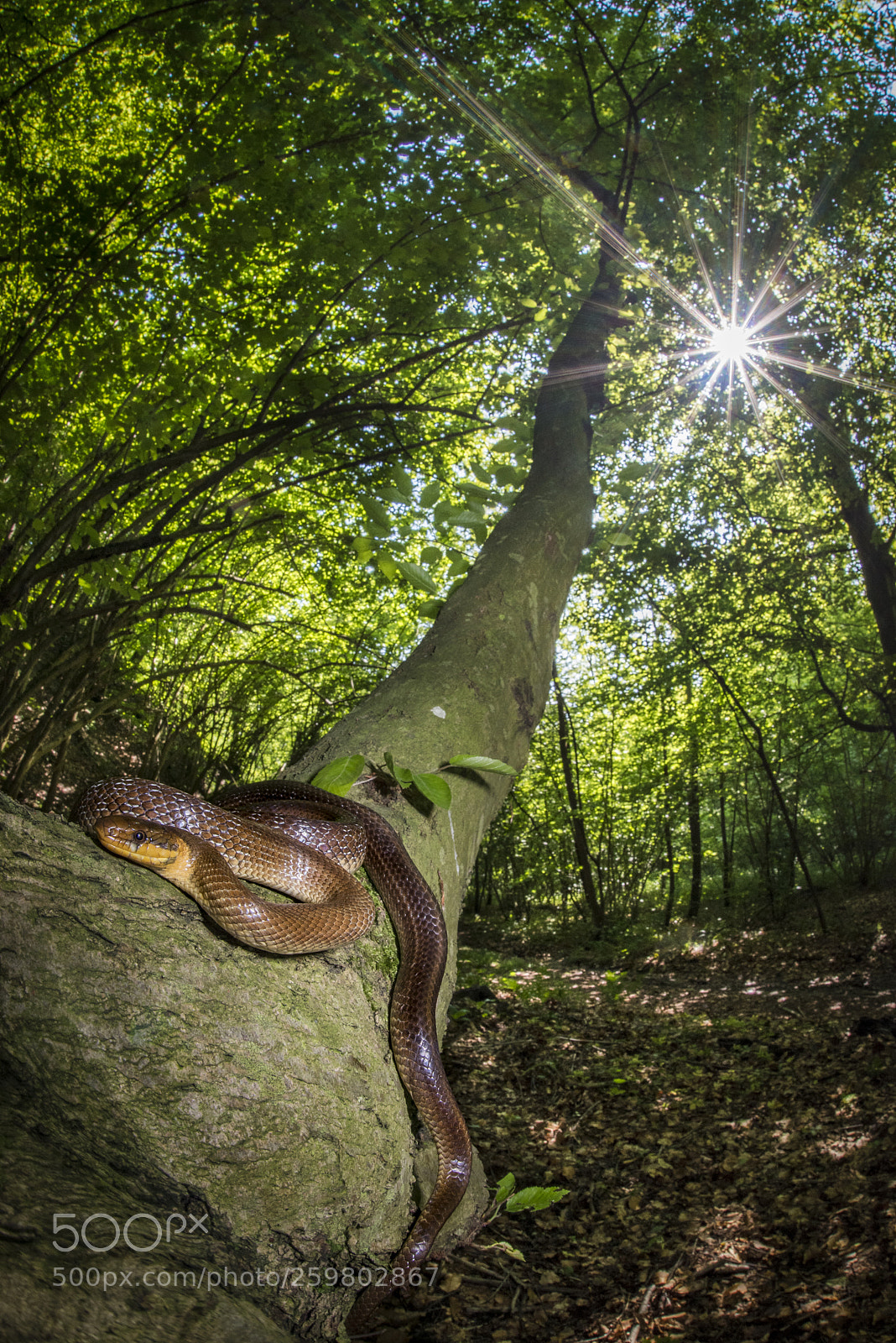 Nikon D750 sample photo. Saettone photography