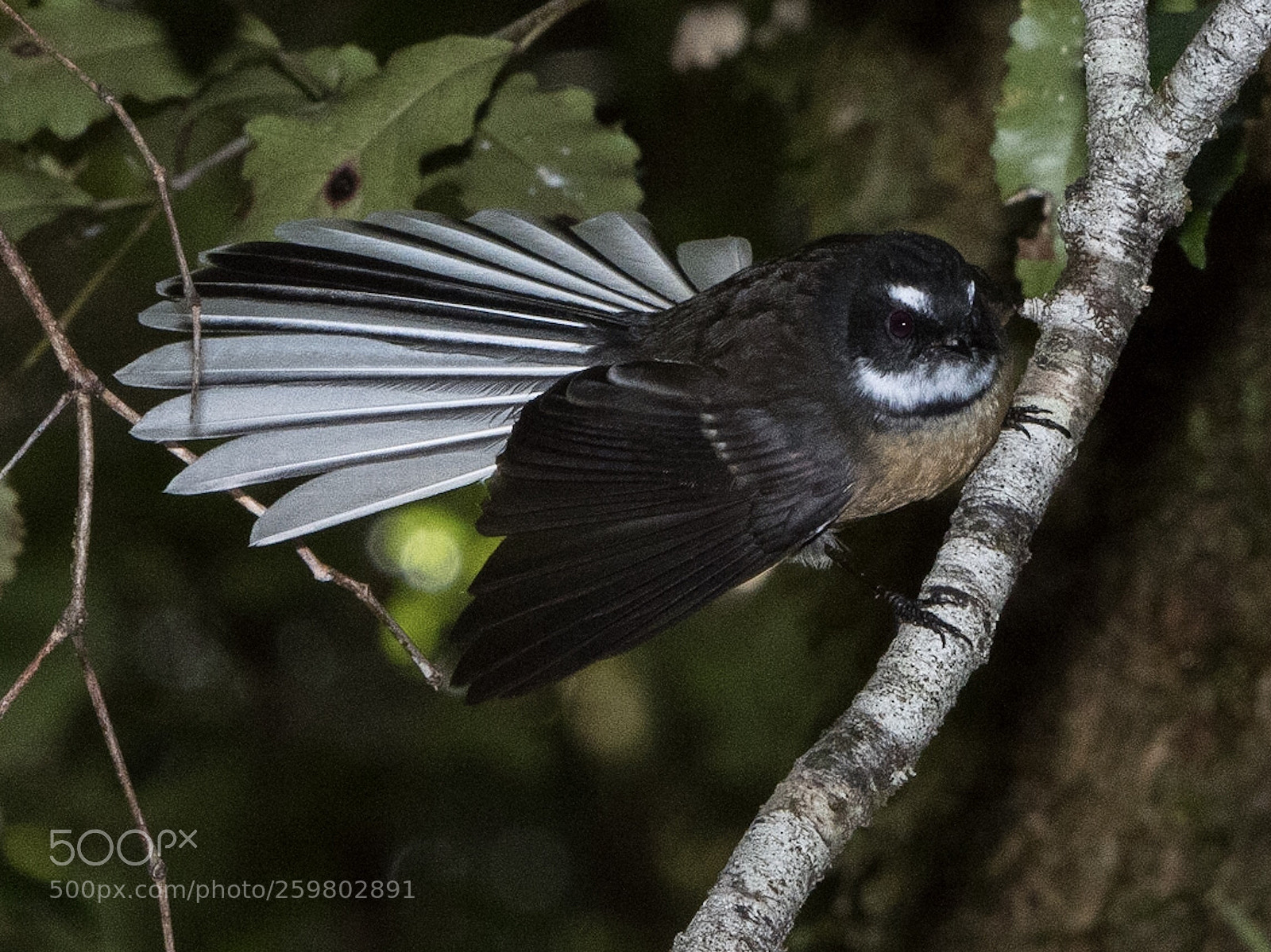 Nikon D500 sample photo. Fantail p wakawaka rhipidura photography