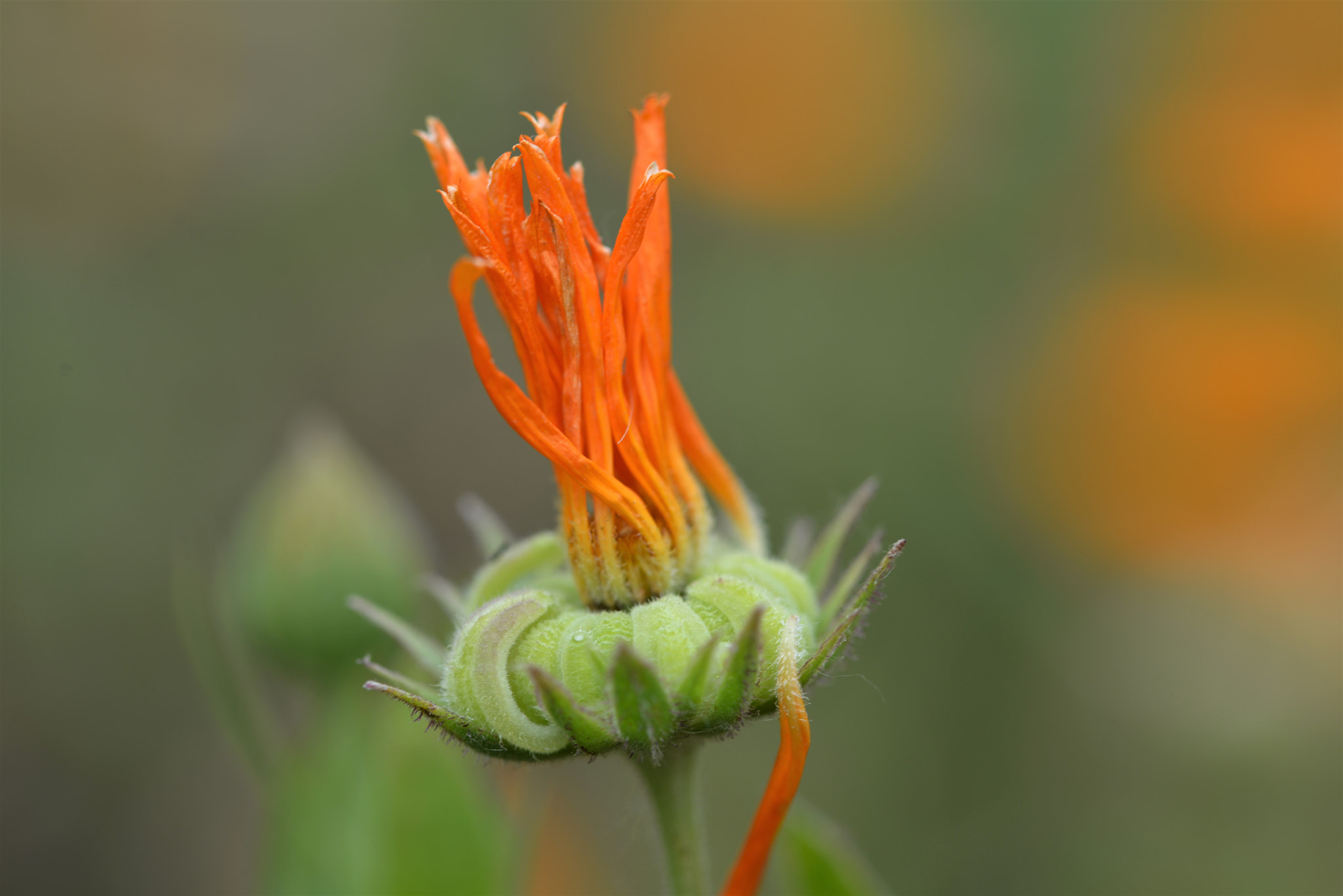 Sigma 105mm F2.8 EX DG OS HSM sample photo