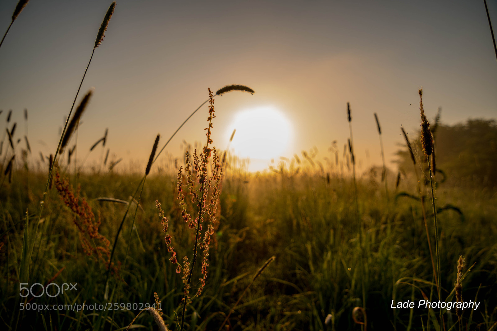 Nikon D500 sample photo. Mystical morning photography