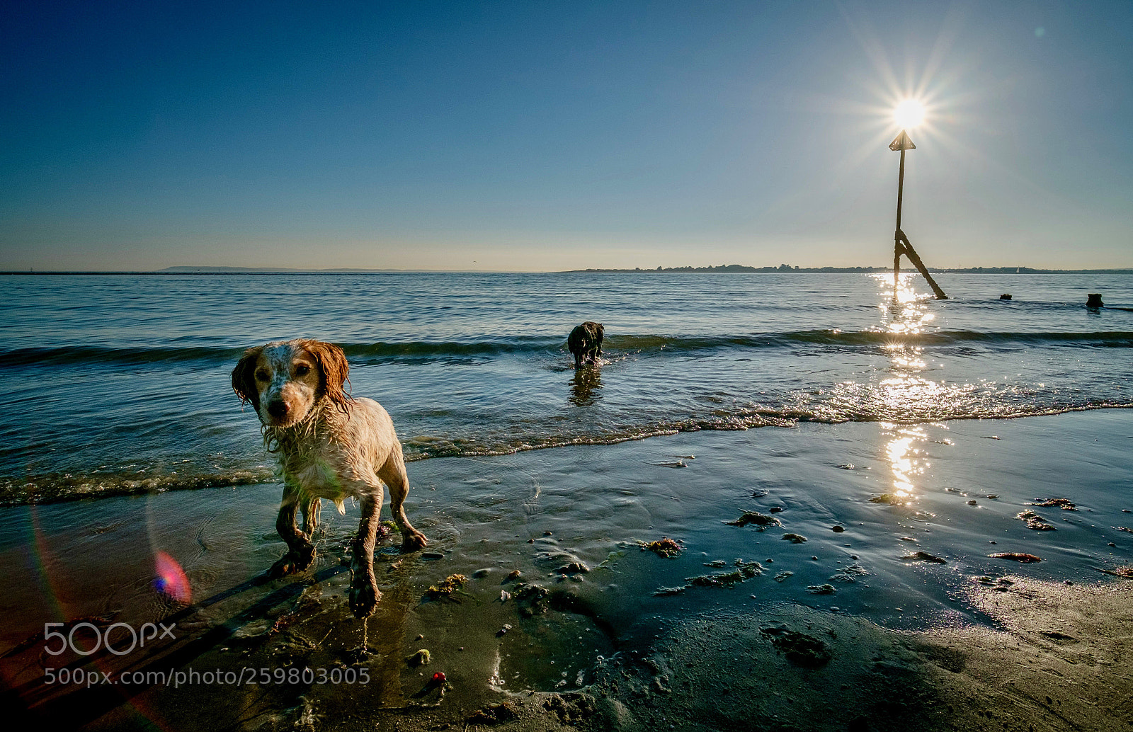 Fujifilm X-Pro2 sample photo. Sun on a stick photography