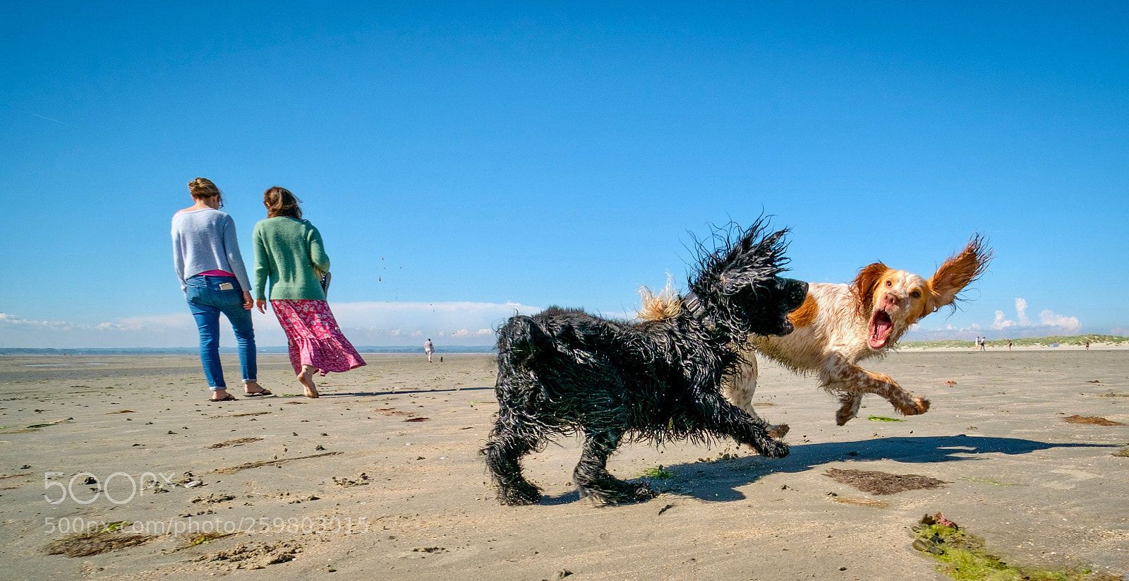 Fujifilm X-Pro2 sample photo. Dogs chasing photography