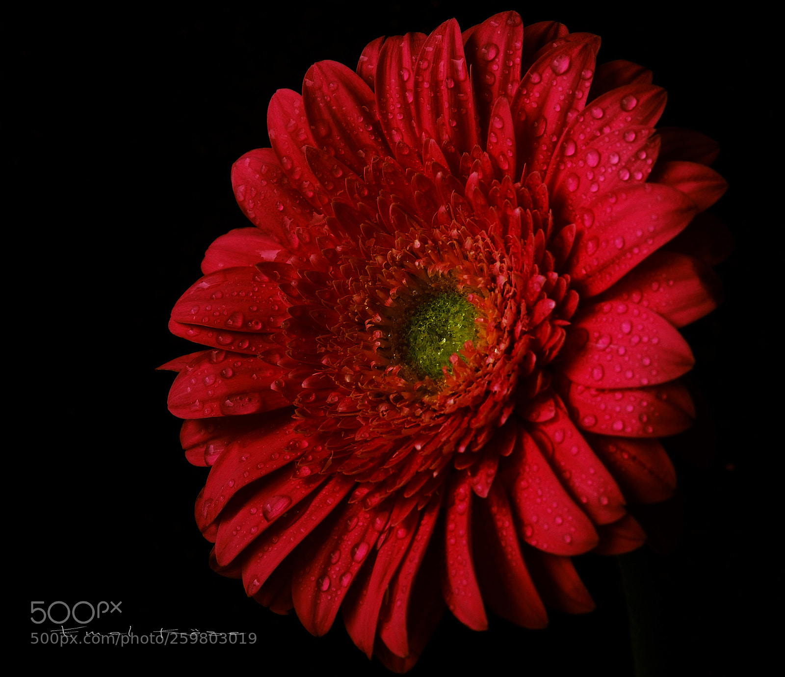 Olympus OM-D E-M5 sample photo. Gerbera photography