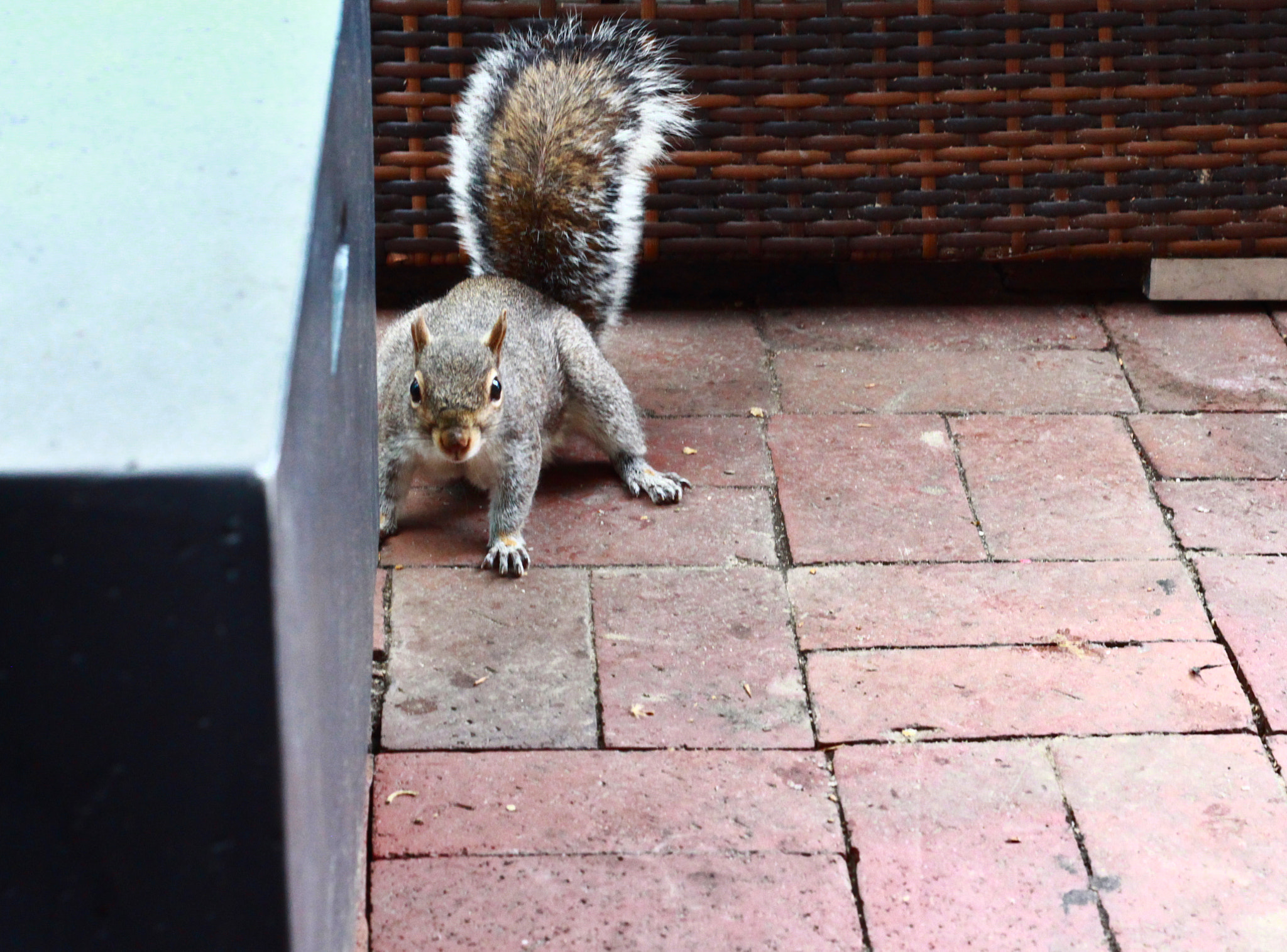 Canon EOS 650D (EOS Rebel T4i / EOS Kiss X6i) + Canon EF 50mm f/1.8 sample photo. Squirrels and cubes photography