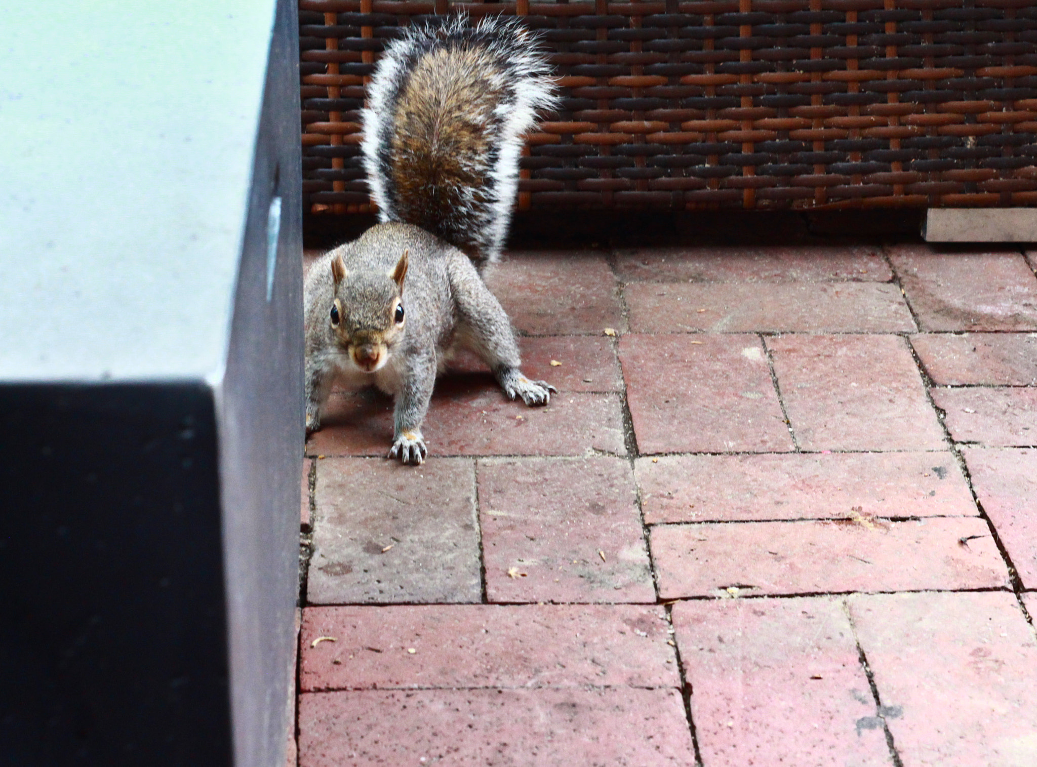 Canon EF 50mm f/1.8 sample photo. Squirrels and cubes photography