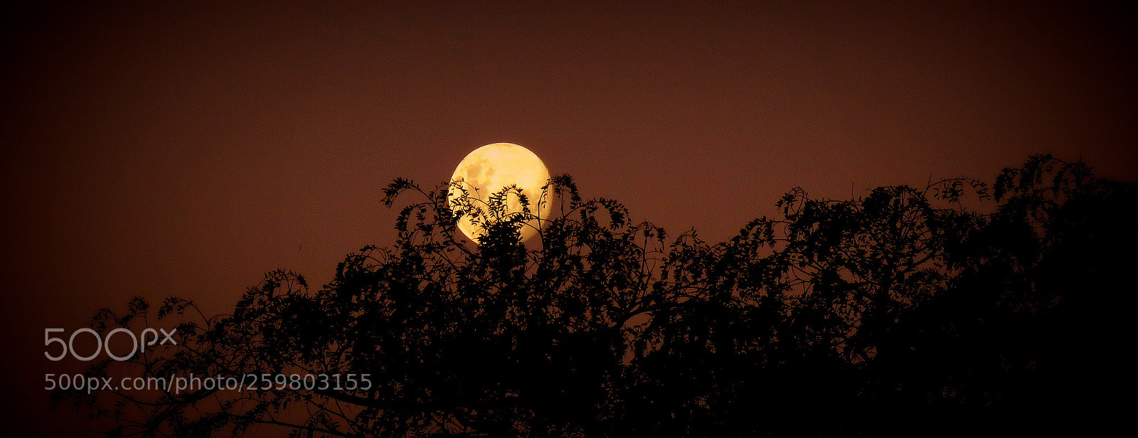 Canon PowerShot SX60 HS sample photo. Moom ....in the sky photography