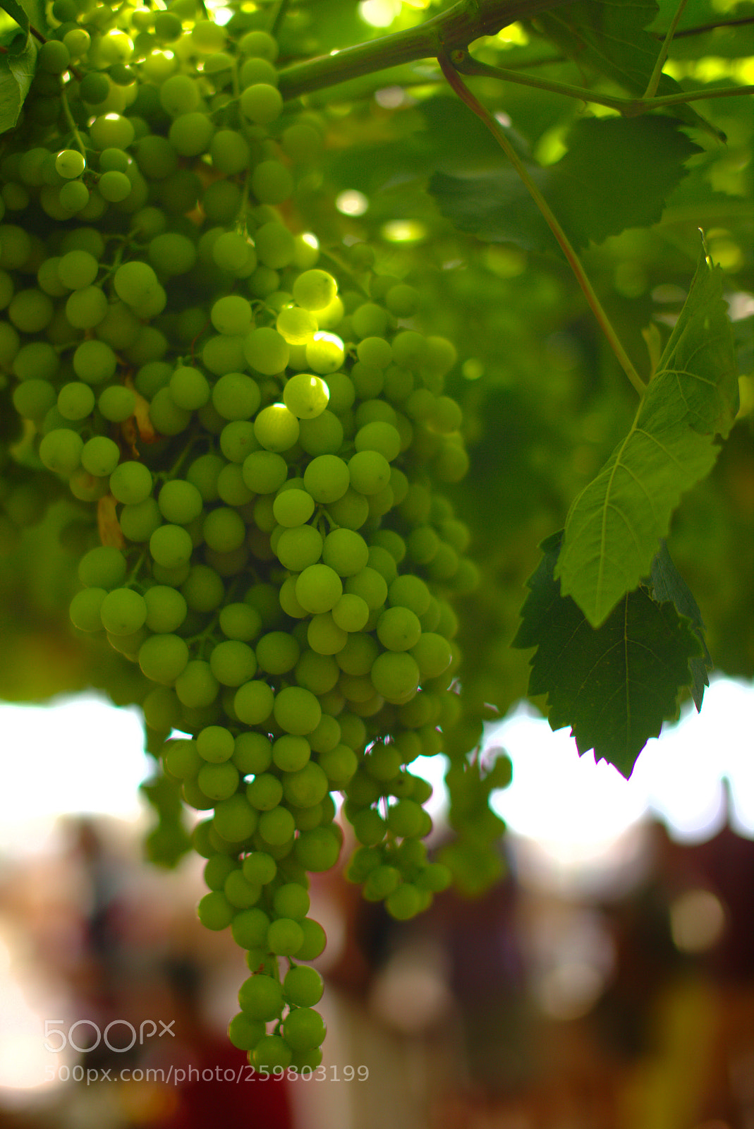 Sigma 50mm F1.4 EX DG HSM sample photo. Grapes photography