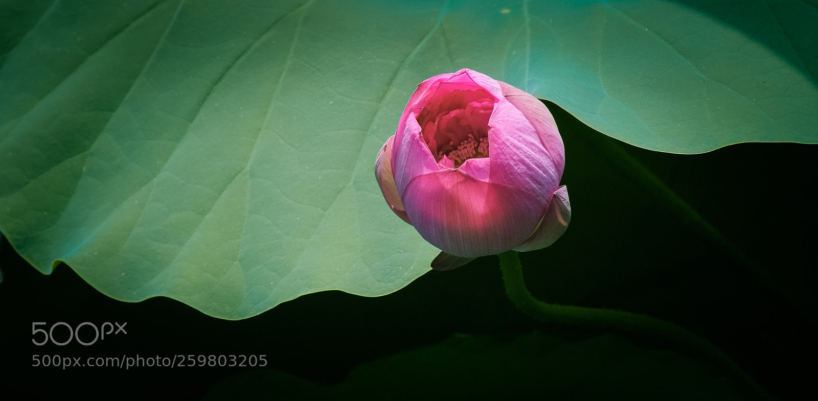 Fujifilm X-E1 sample photo. Lotus photography