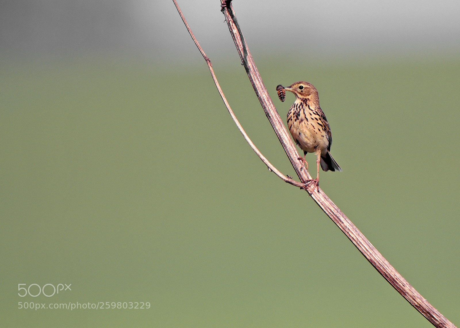 Nikon D750 sample photo. Pievinis kalviukas lot. anthus photography