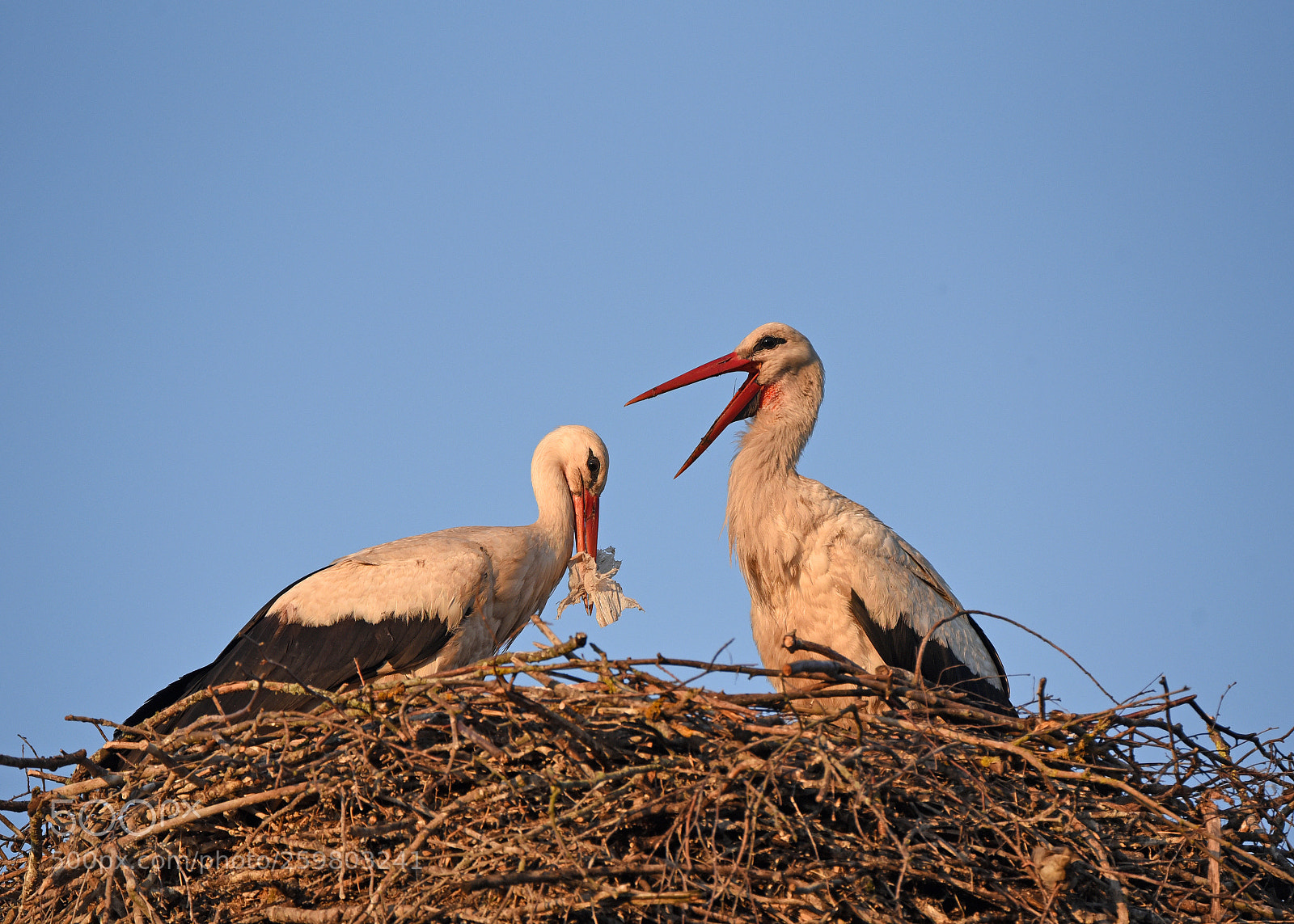 Nikon D750 sample photo. Baltasis gandras lot. ciconia photography