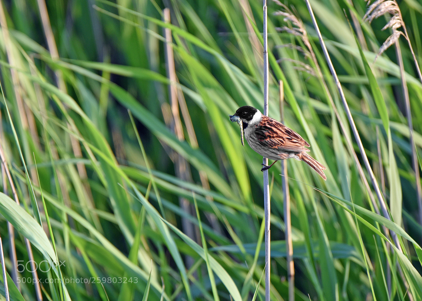 Nikon D750 sample photo. Nendrin starta lot. emberiza photography
