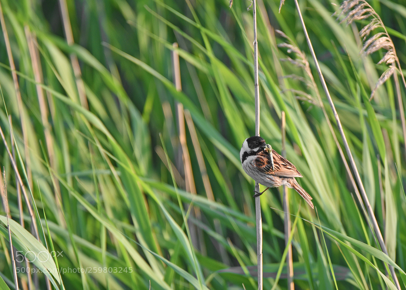Nikon D750 sample photo. Nendrin starta lot. emberiza photography