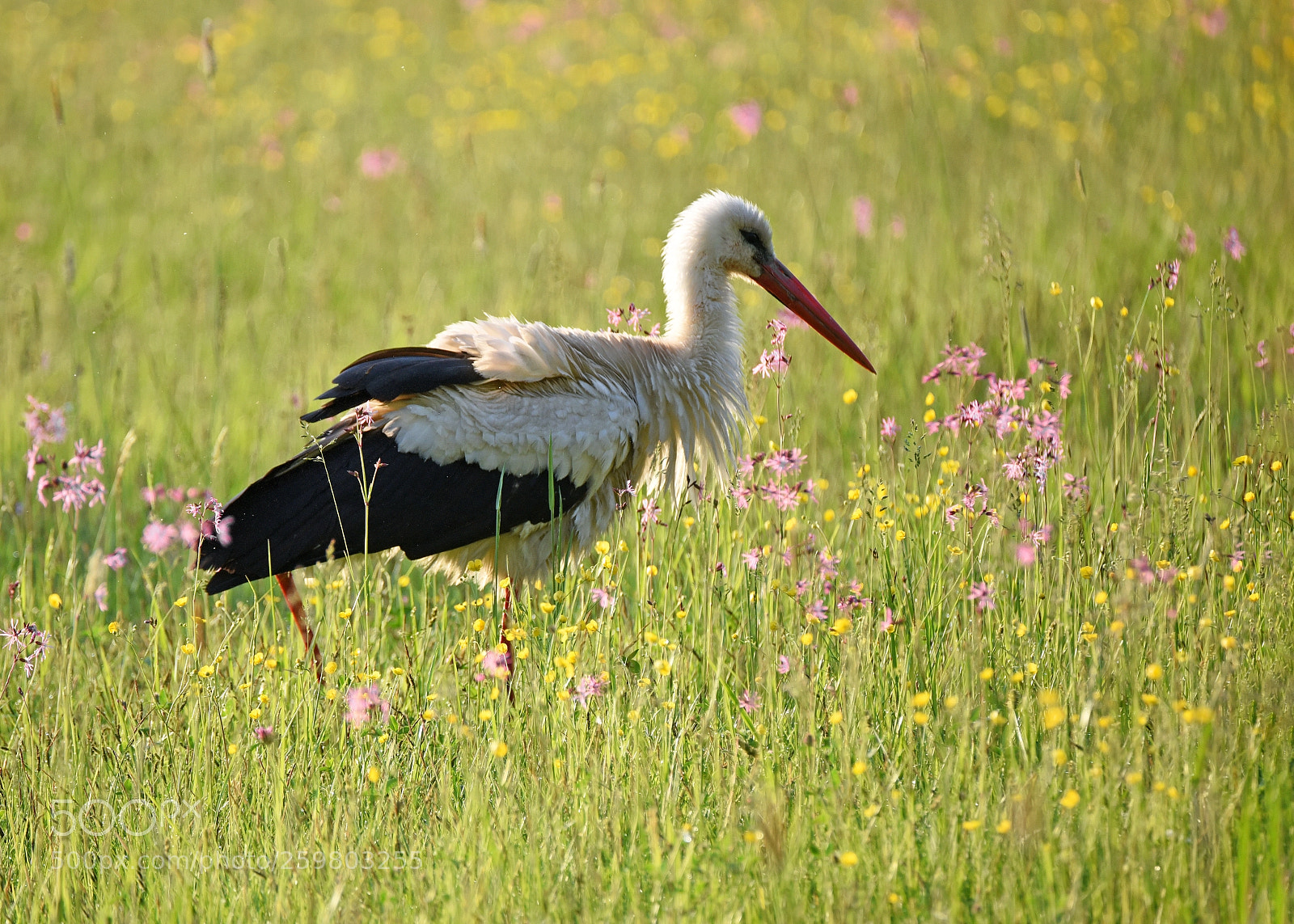 Nikon D750 sample photo. Baltasis gandras lot. ciconia photography