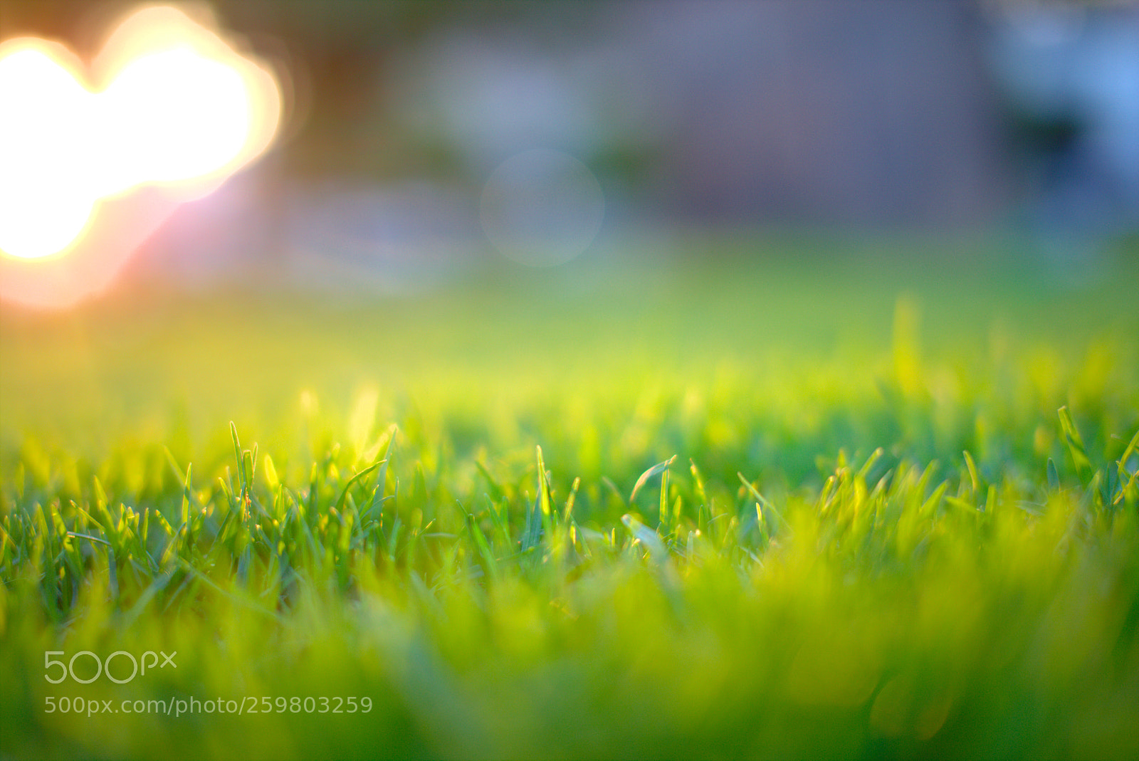 Sigma 50mm F1.4 EX DG HSM sample photo. Grass photography