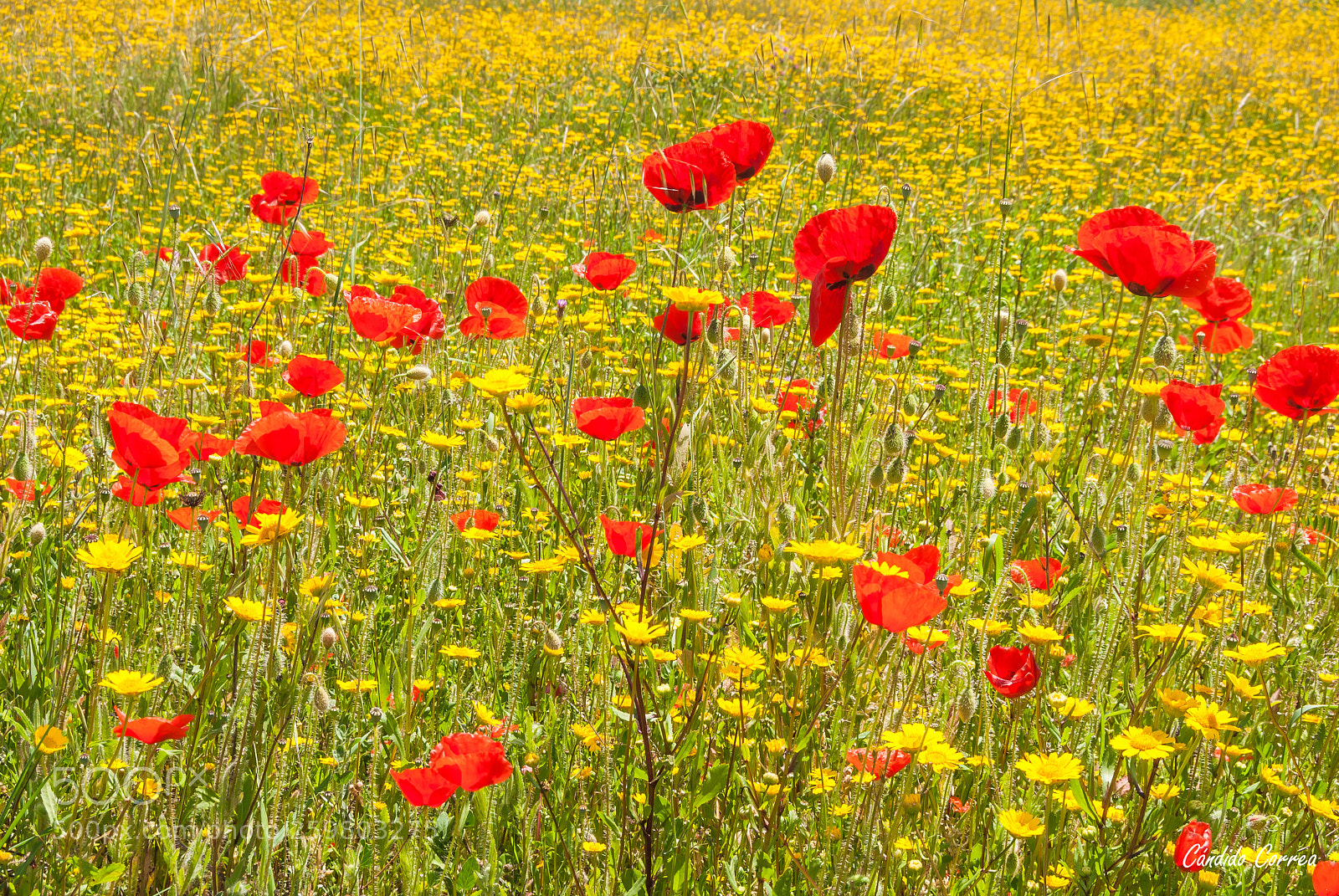 Nikon D3000 sample photo. Campo de amapolas buen photography