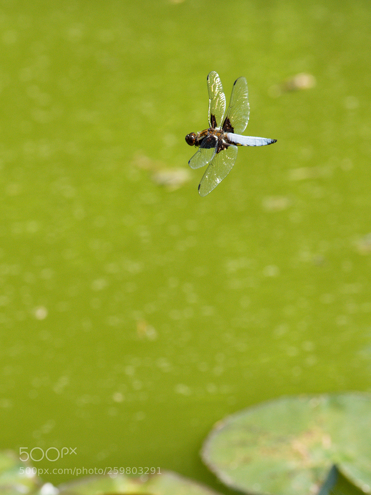 Nikon D7200 sample photo. Flight over a calm photography