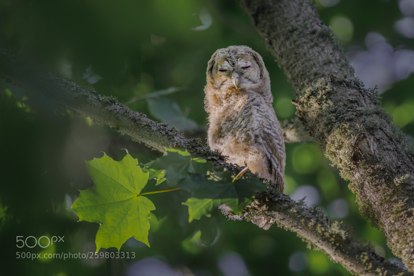 Canon EOS 5D Mark IV sample photo. Tawny owl photography