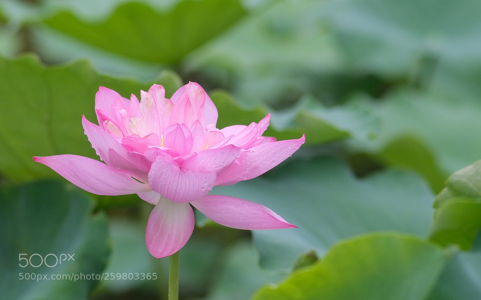 Fujifilm X-E1 sample photo. Rainy day photography