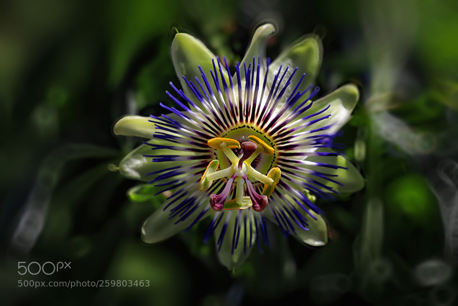 Canon EOS 650D (EOS Rebel T4i / EOS Kiss X6i) sample photo. Passiflora photography