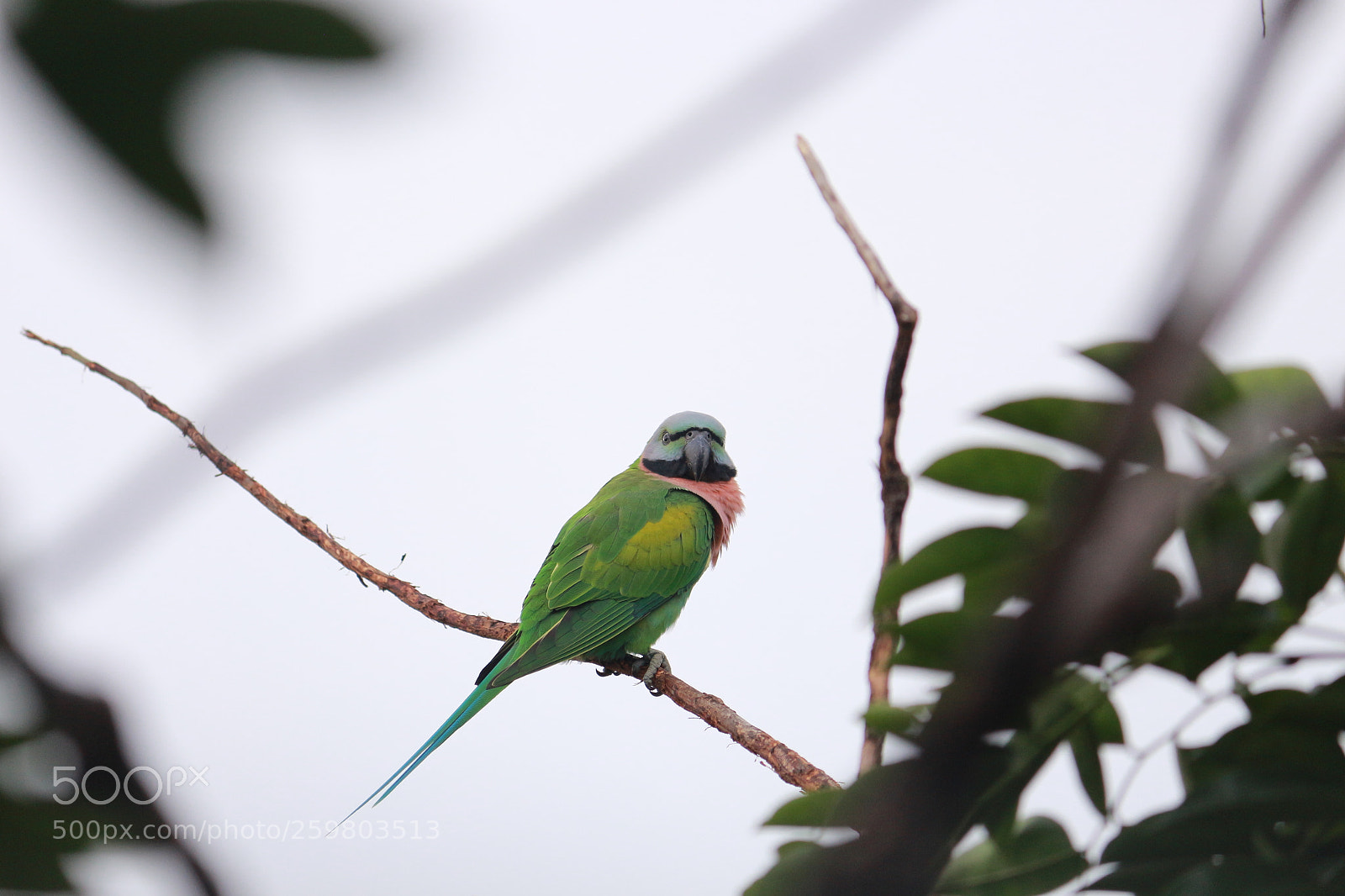 Canon EF-S 55-250mm F4-5.6 IS II sample photo. Untitled photography