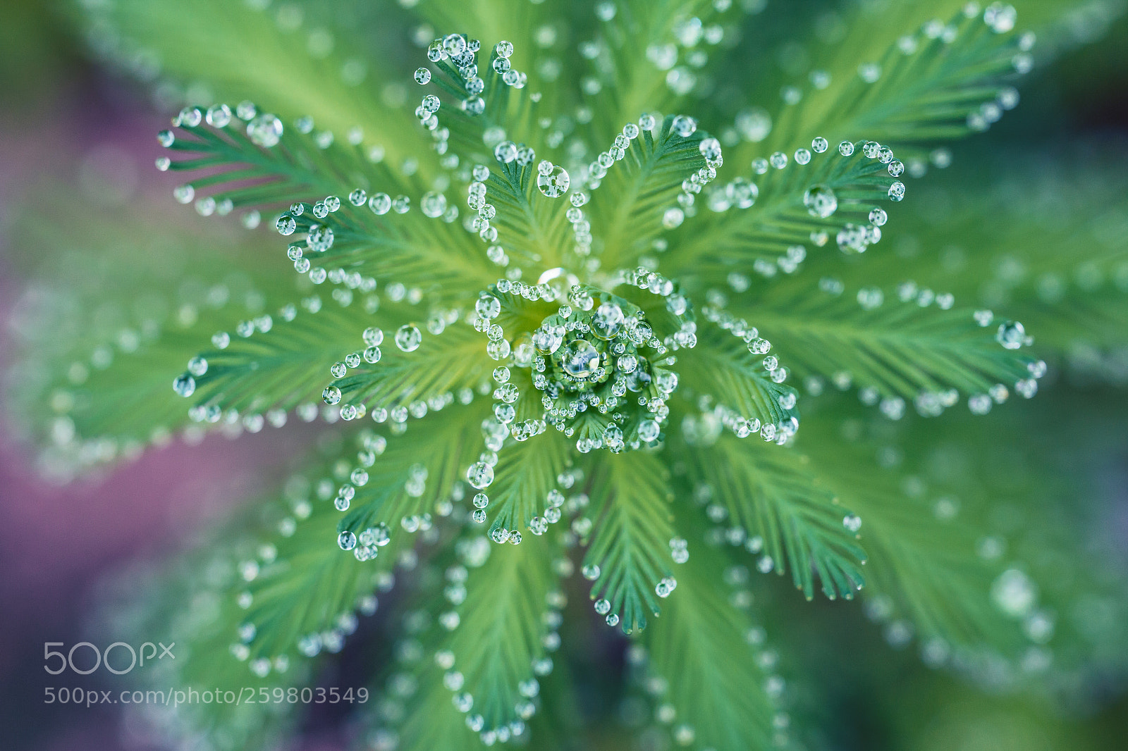 Canon EOS 70D sample photo. Glittering and translucent photography