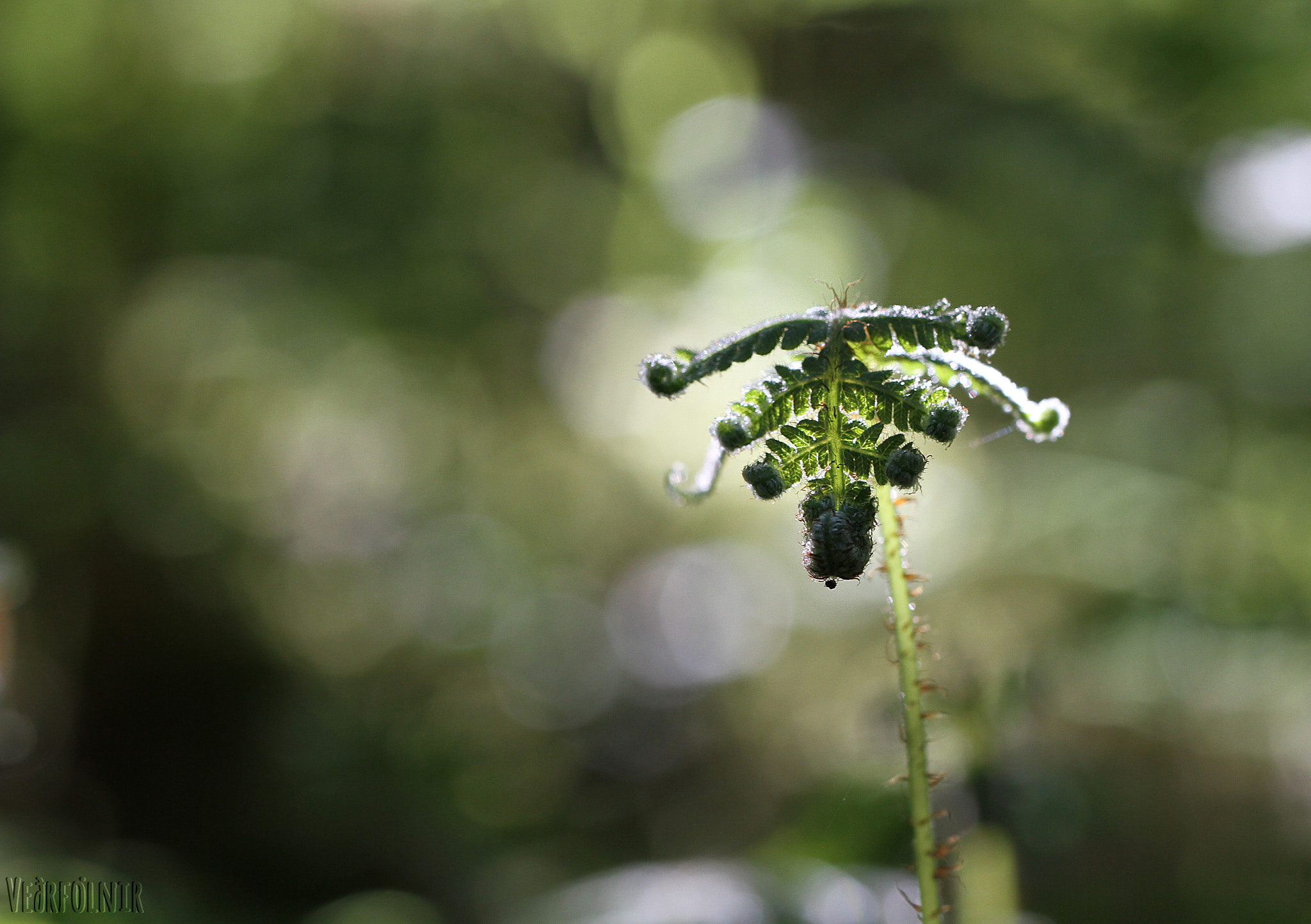 Canon EOS 7D + Canon EF 100mm F2.8L Macro IS USM sample photo