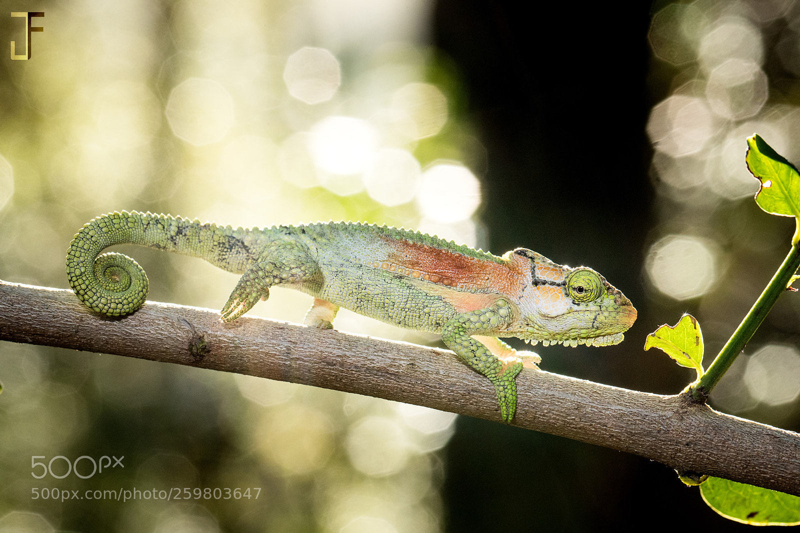 Canon EOS-1D X Mark II sample photo. Grootvadersboch forest chameleon photography