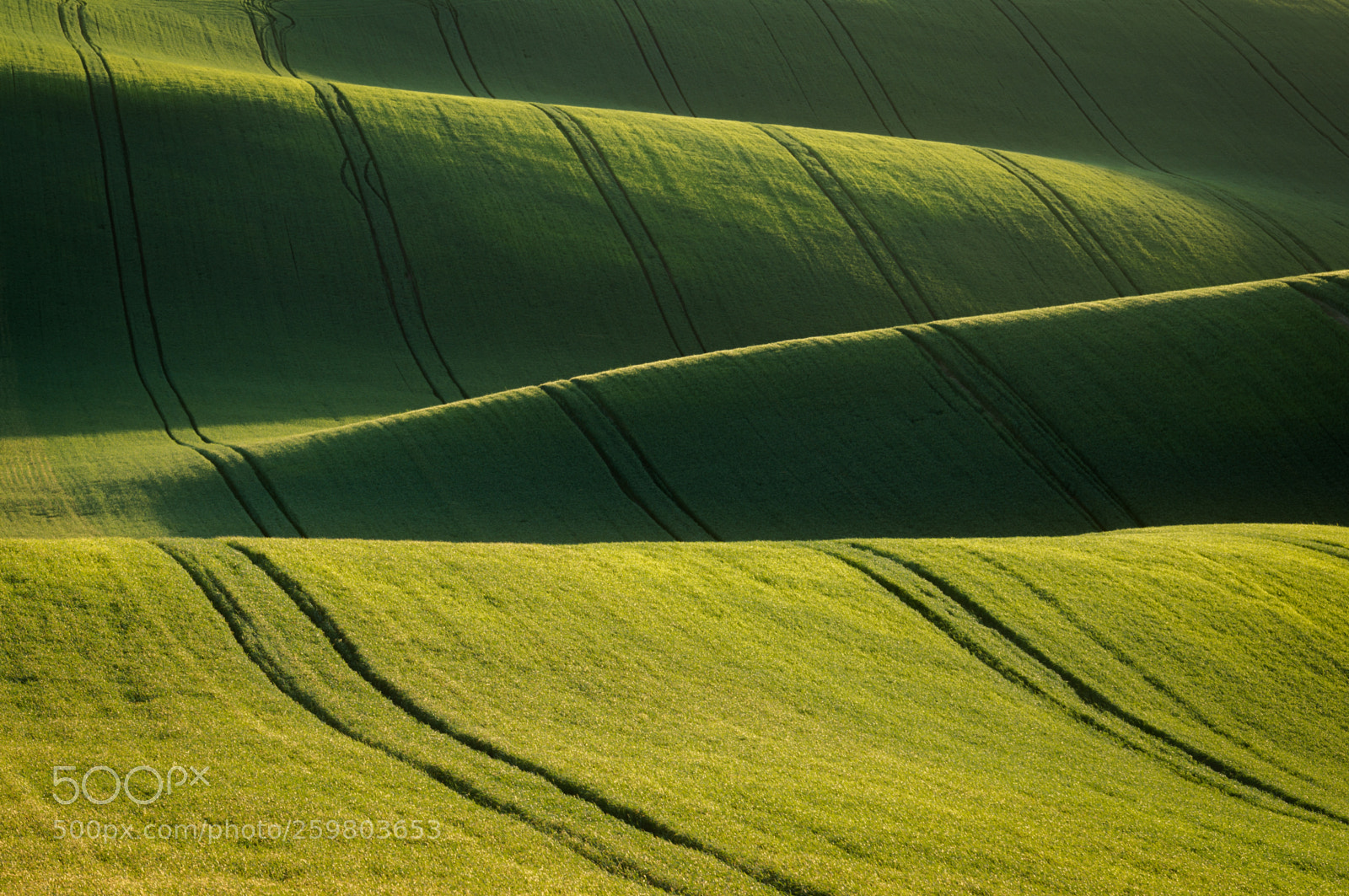 Sony Alpha NEX-6 sample photo. Green carpet photography