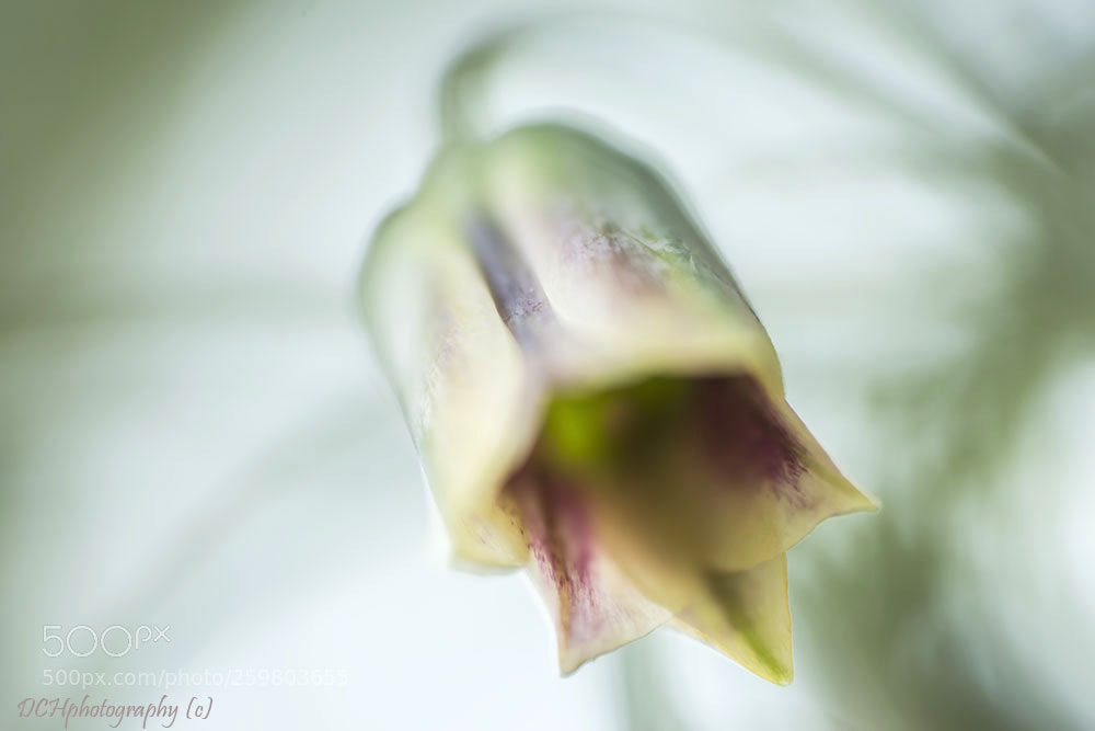 Canon EOS 650D (EOS Rebel T4i / EOS Kiss X6i) sample photo. Honey garlic photography