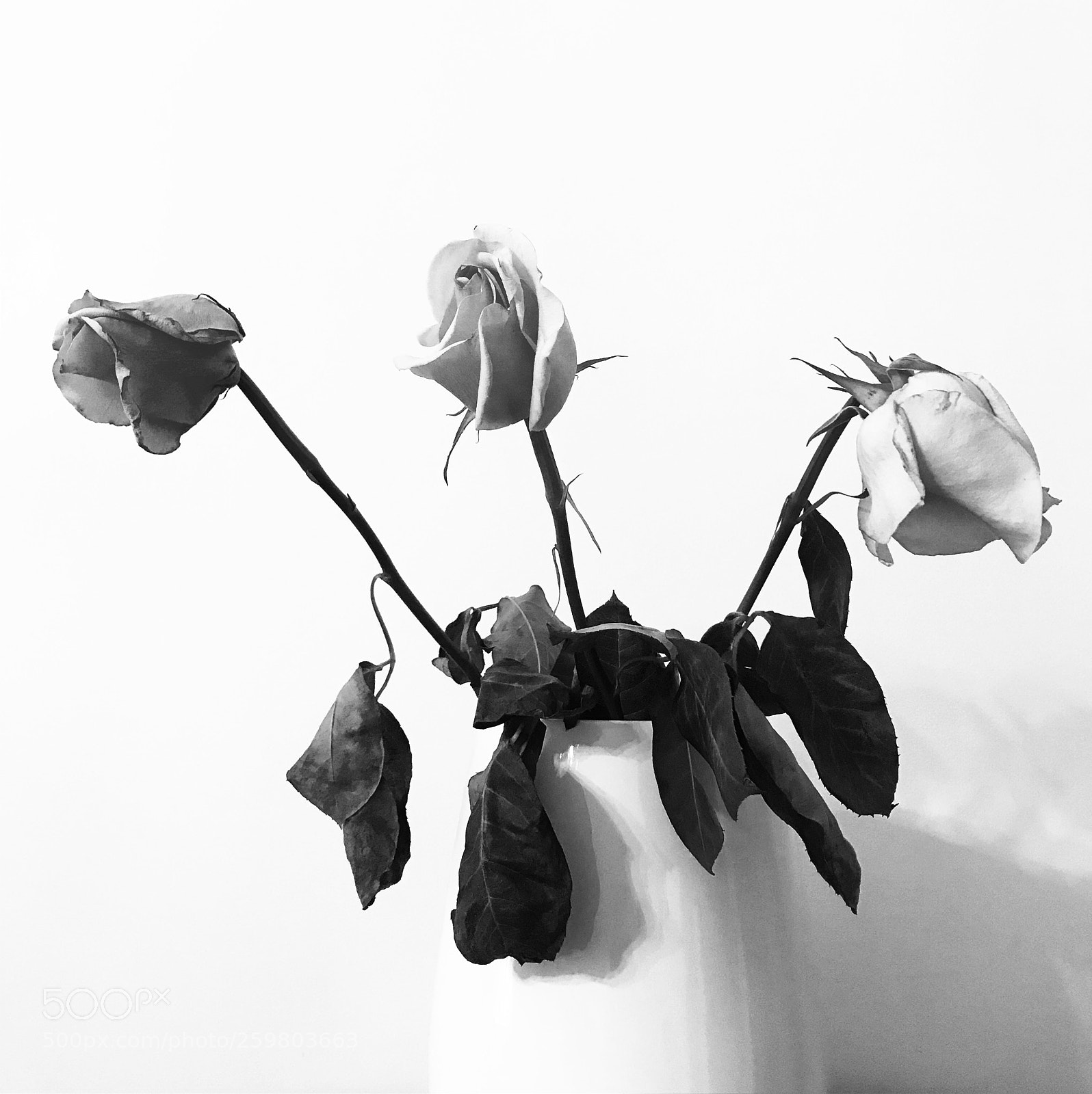 Apple iPhone 7 sample photo. B&w photography