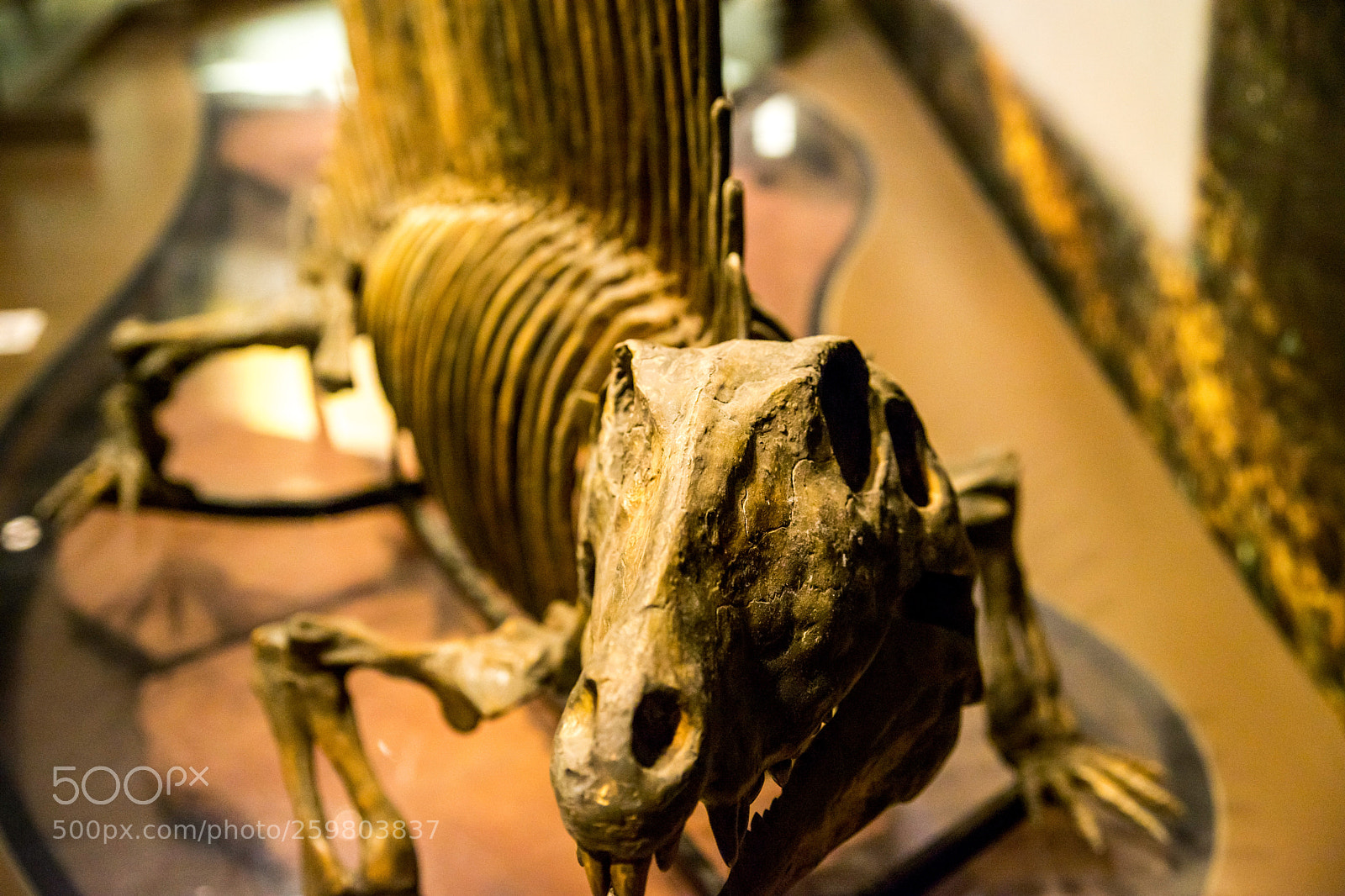 Sony a7 II sample photo. 恐竜の化石 (fossils of dinosaurs) photography
