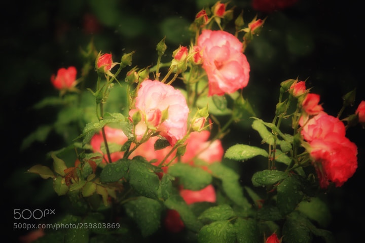 Canon EOS 5D Mark IV sample photo. 雨后的玫瑰 photography
