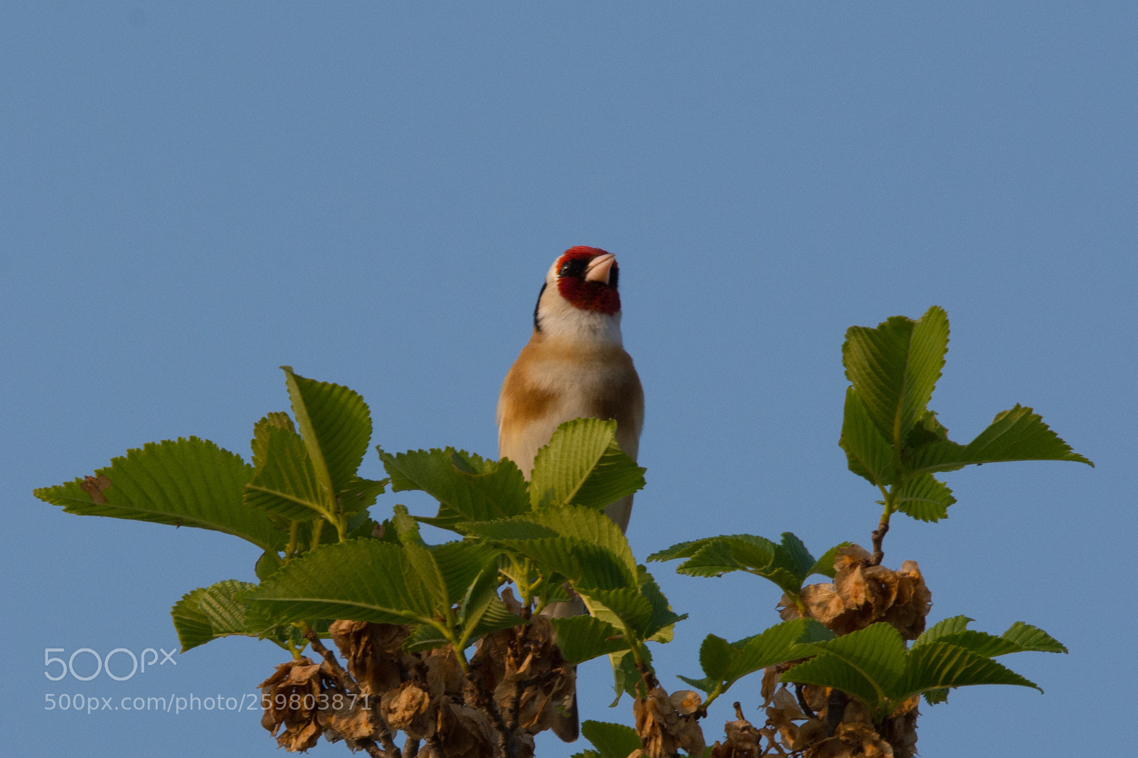 Nikon D7100 sample photo. Spotting goldfinch on the photography