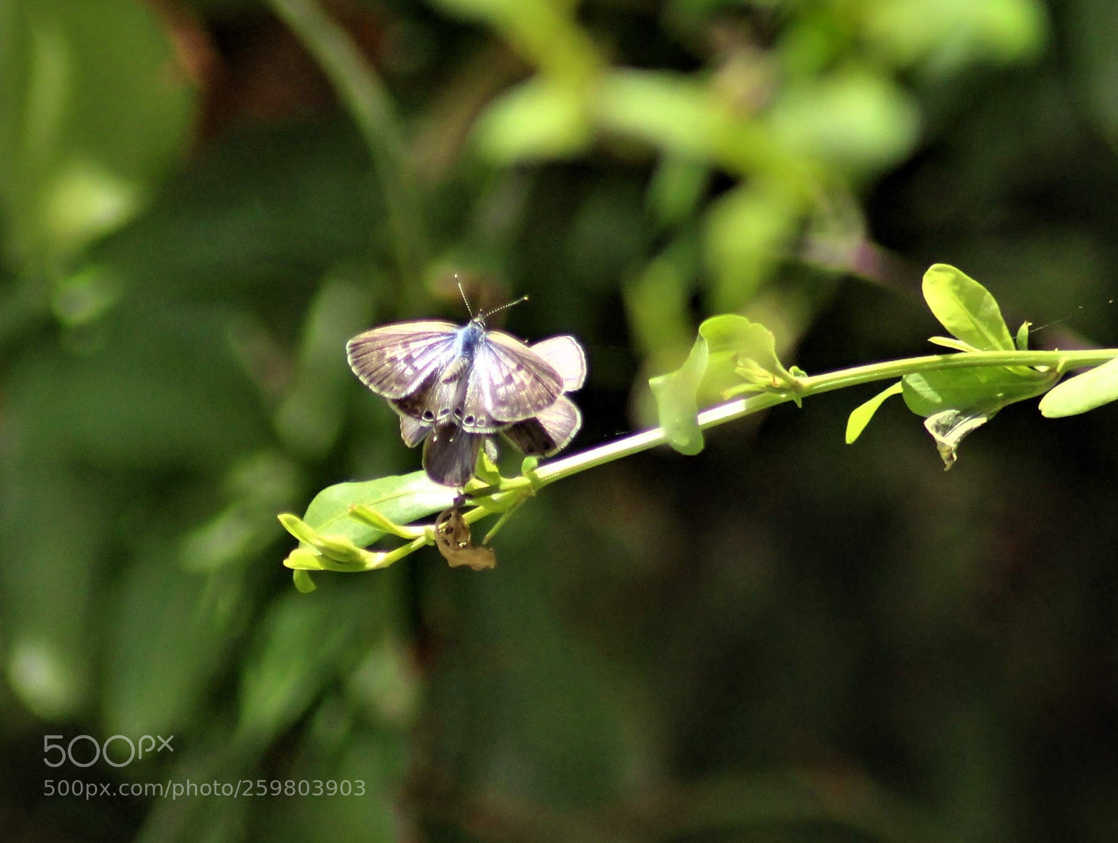 Canon EOS 700D (EOS Rebel T5i / EOS Kiss X7i) sample photo. Two butterfleis photography