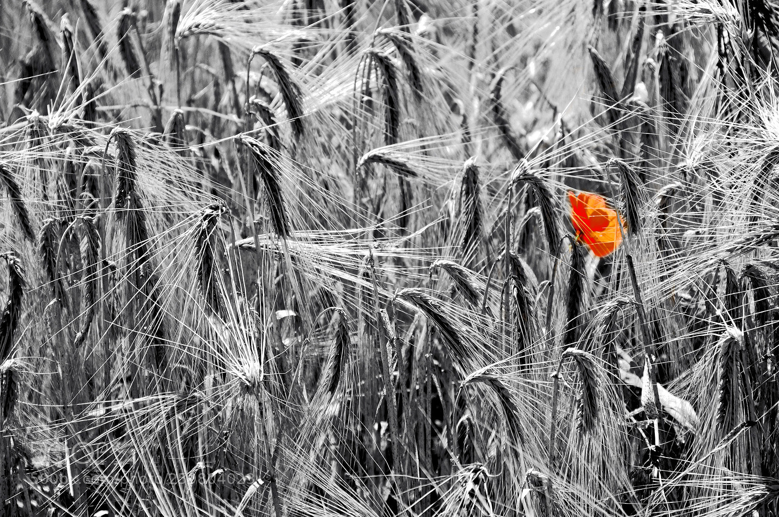Nikon D300 sample photo. Solo player photography