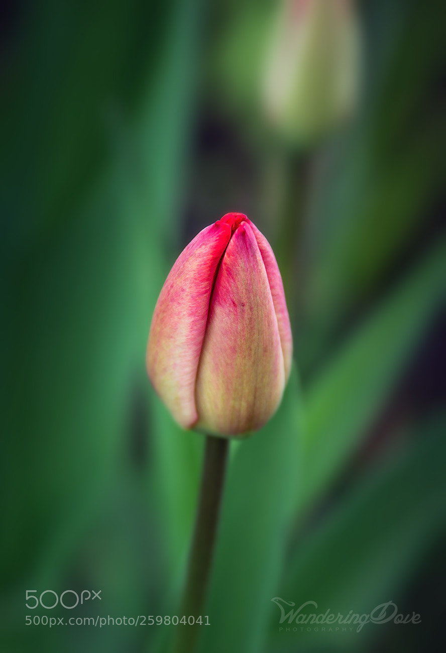 Nikon D3200 sample photo. Minimal photography