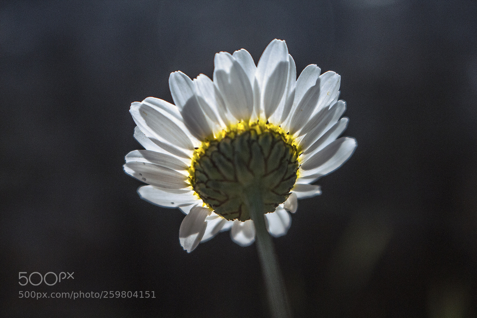 Canon EOS 700D (EOS Rebel T5i / EOS Kiss X7i) sample photo. Camomile... photography