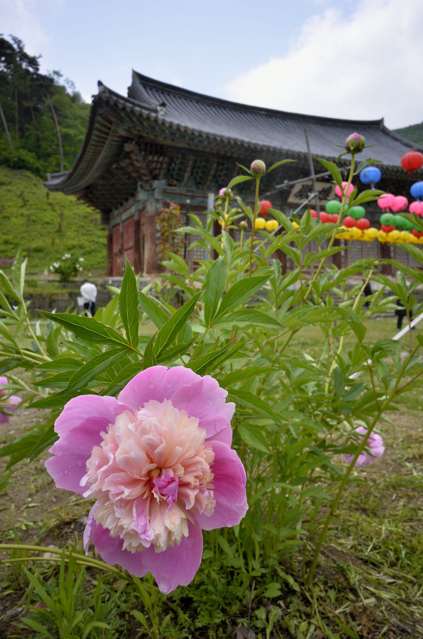 Nikon Coolpix A sample photo. Pink peony photography
